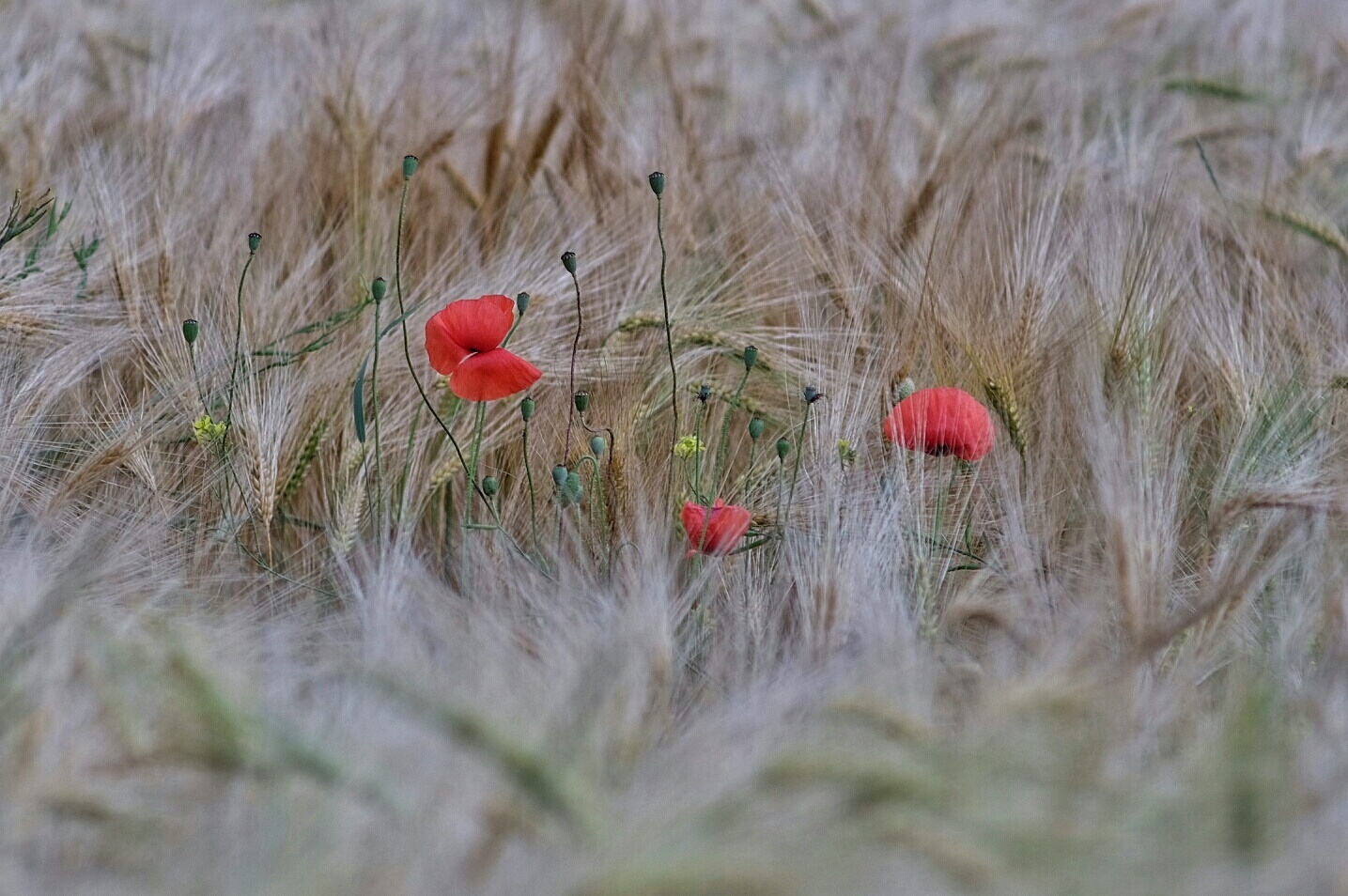 Poppy or butterfly ???