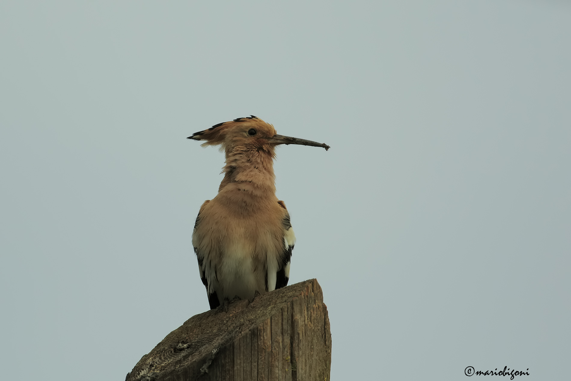 hoopoe