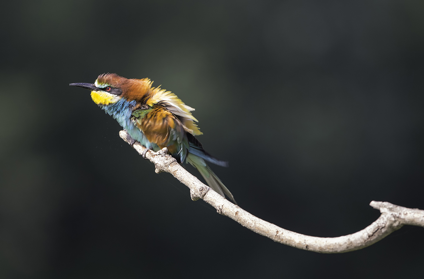 Bee-eaters Scrivia