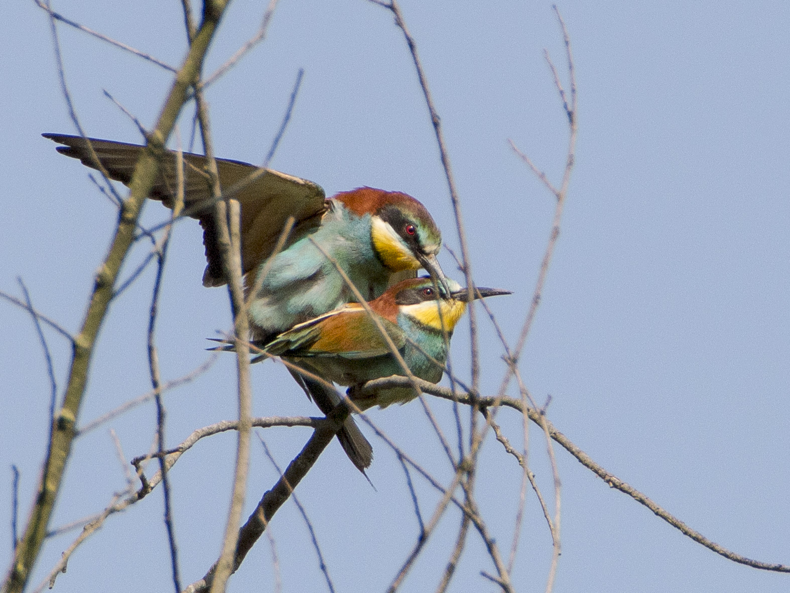 Bee Eater