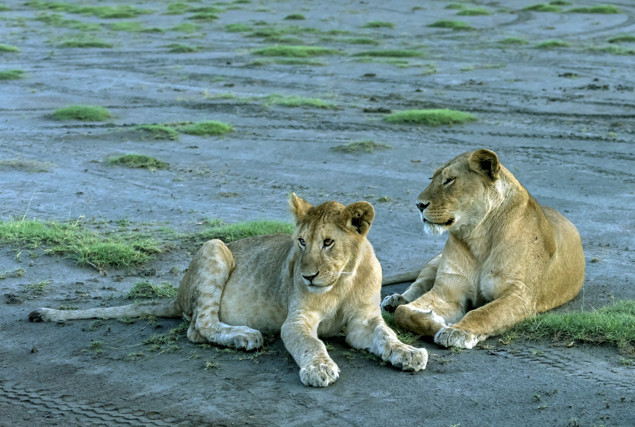Tanzania 2016 - Nel marsh di Ndutu