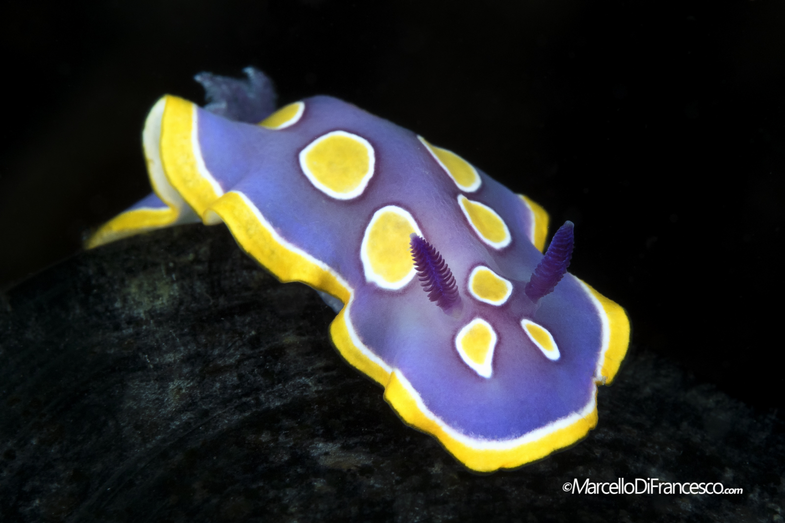 chromodoris Luteorosea