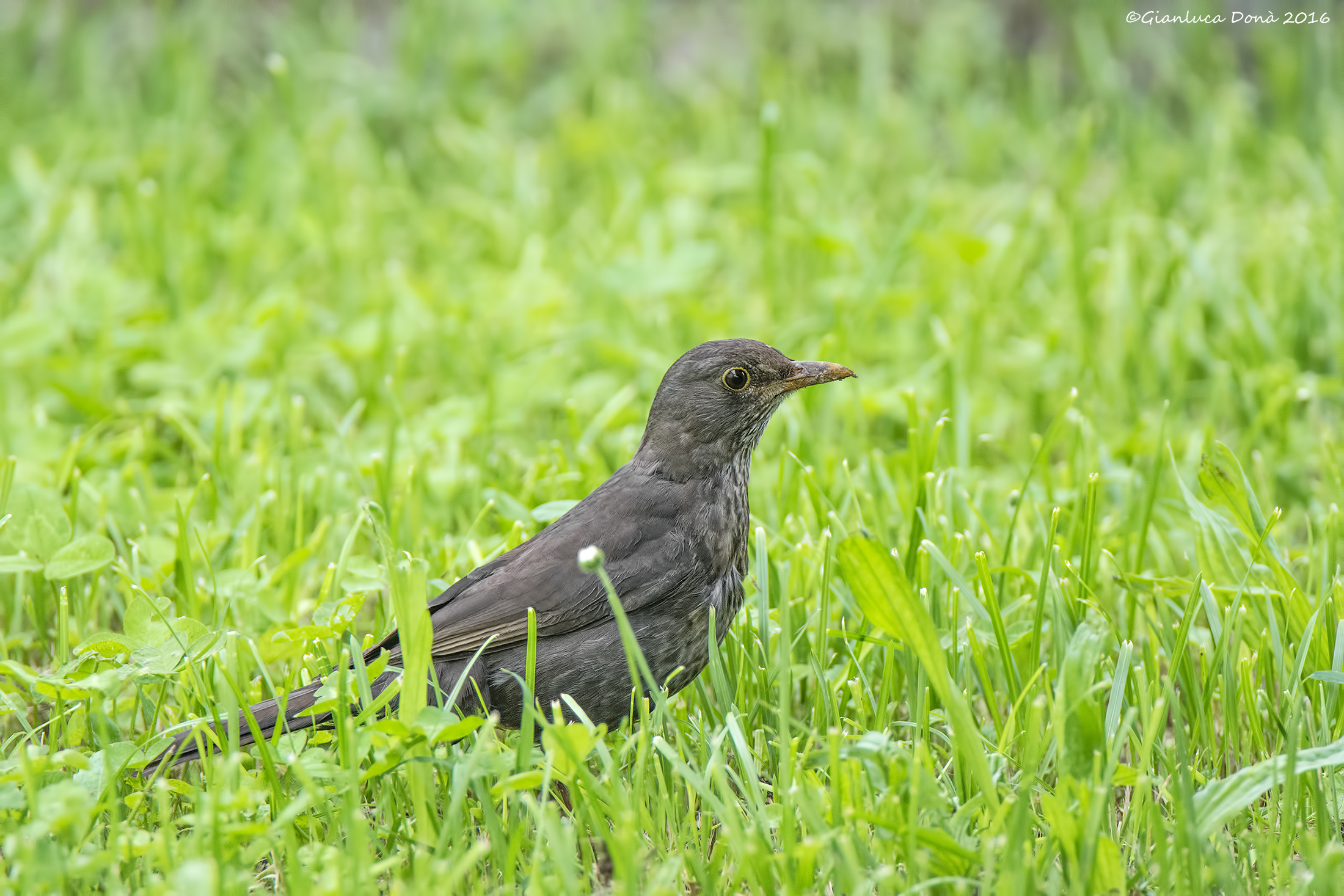 Turdus merula L. 1758