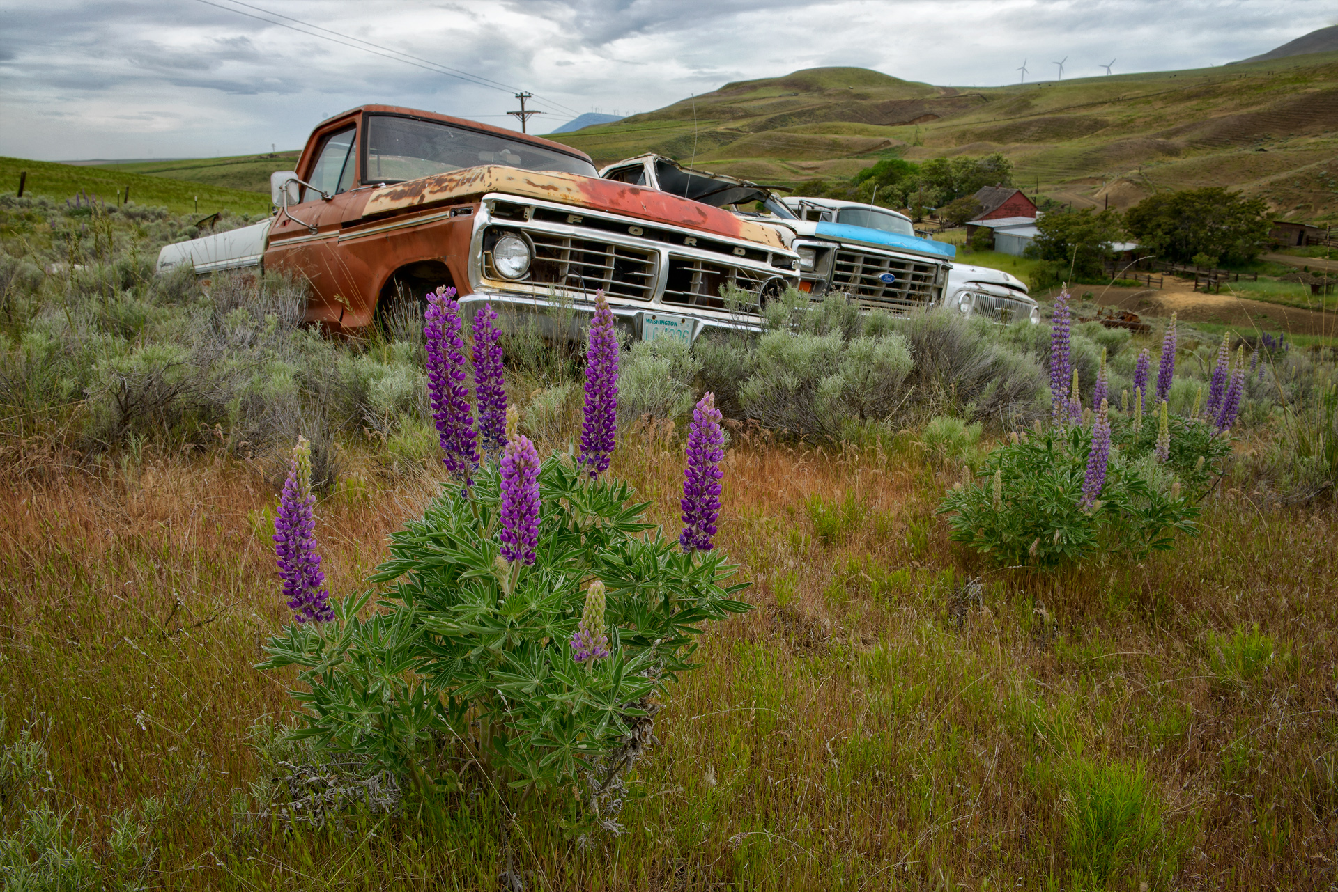 Lupine & Ghosts, WA