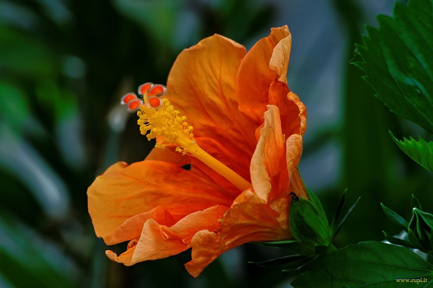 Hibiscus - 2