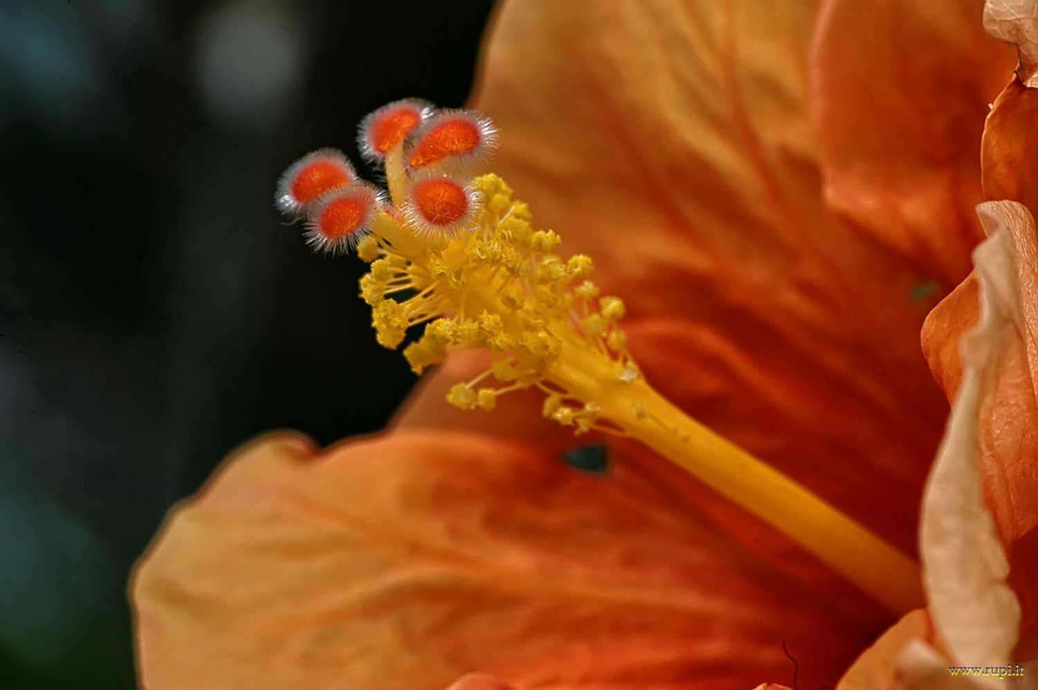 Hibiscus - 3