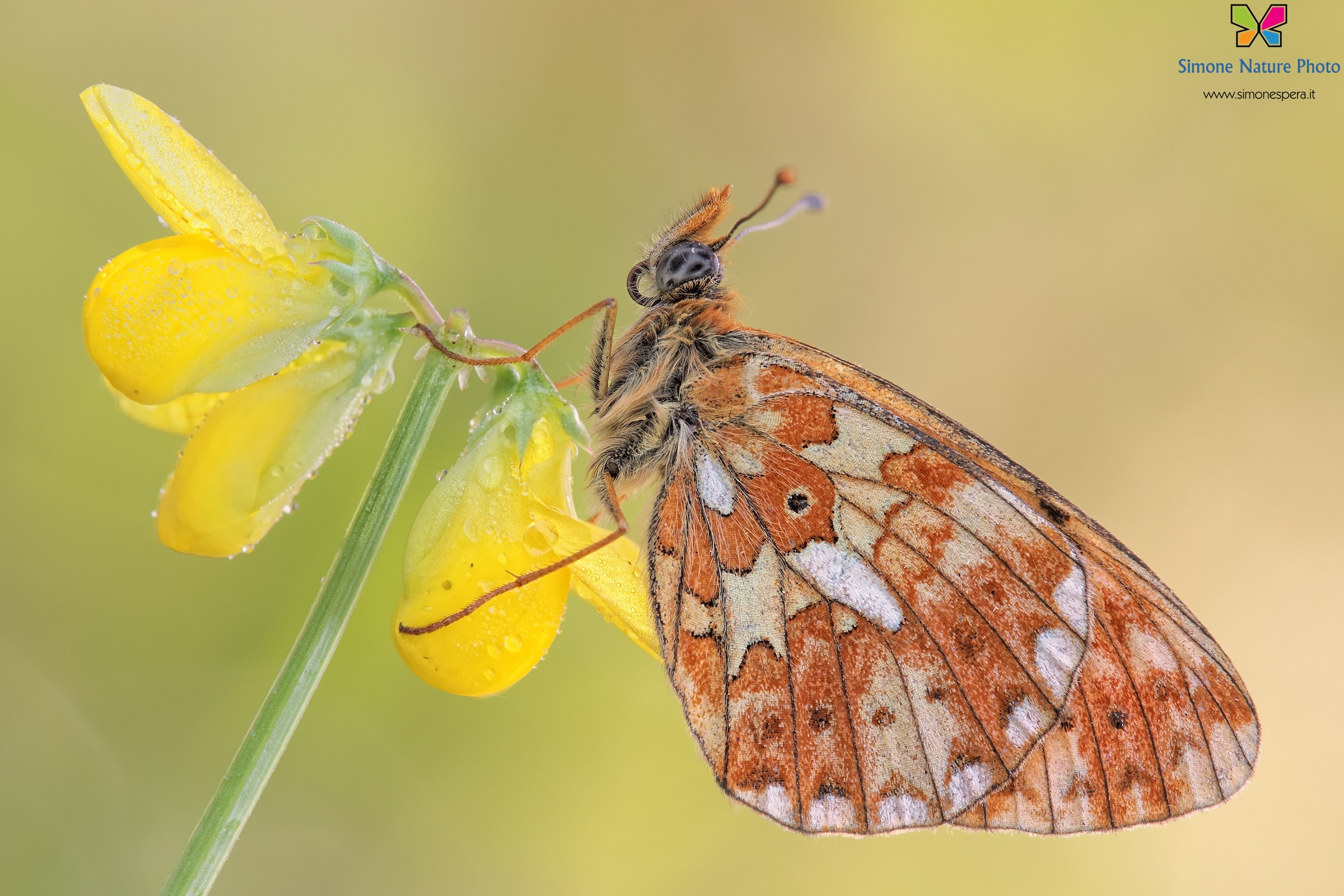 Boloria euphrosyne (Linnaeus, 1758)