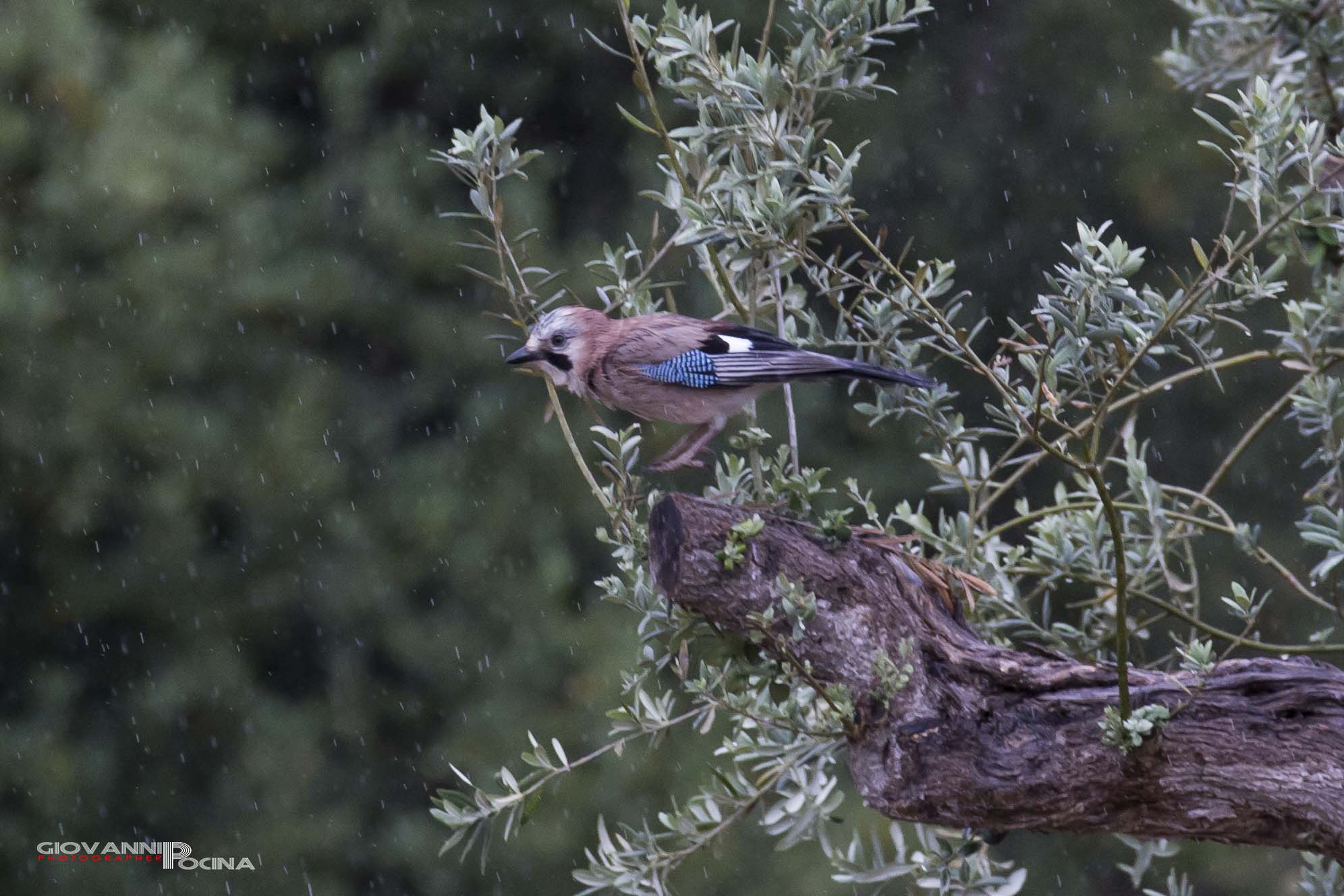 Ghiandaia (Garrulus glandarius)