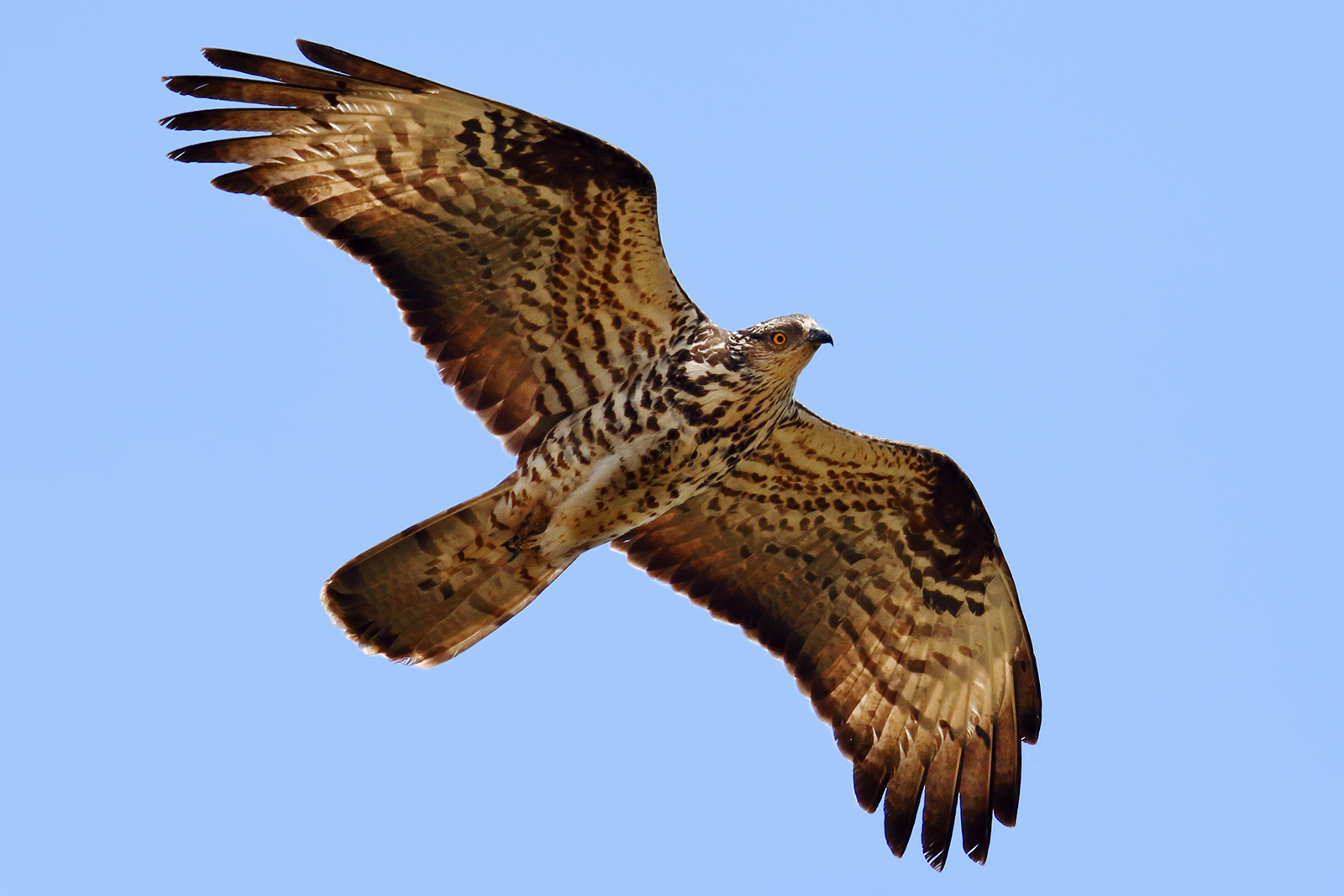 I see you! - Buzzard