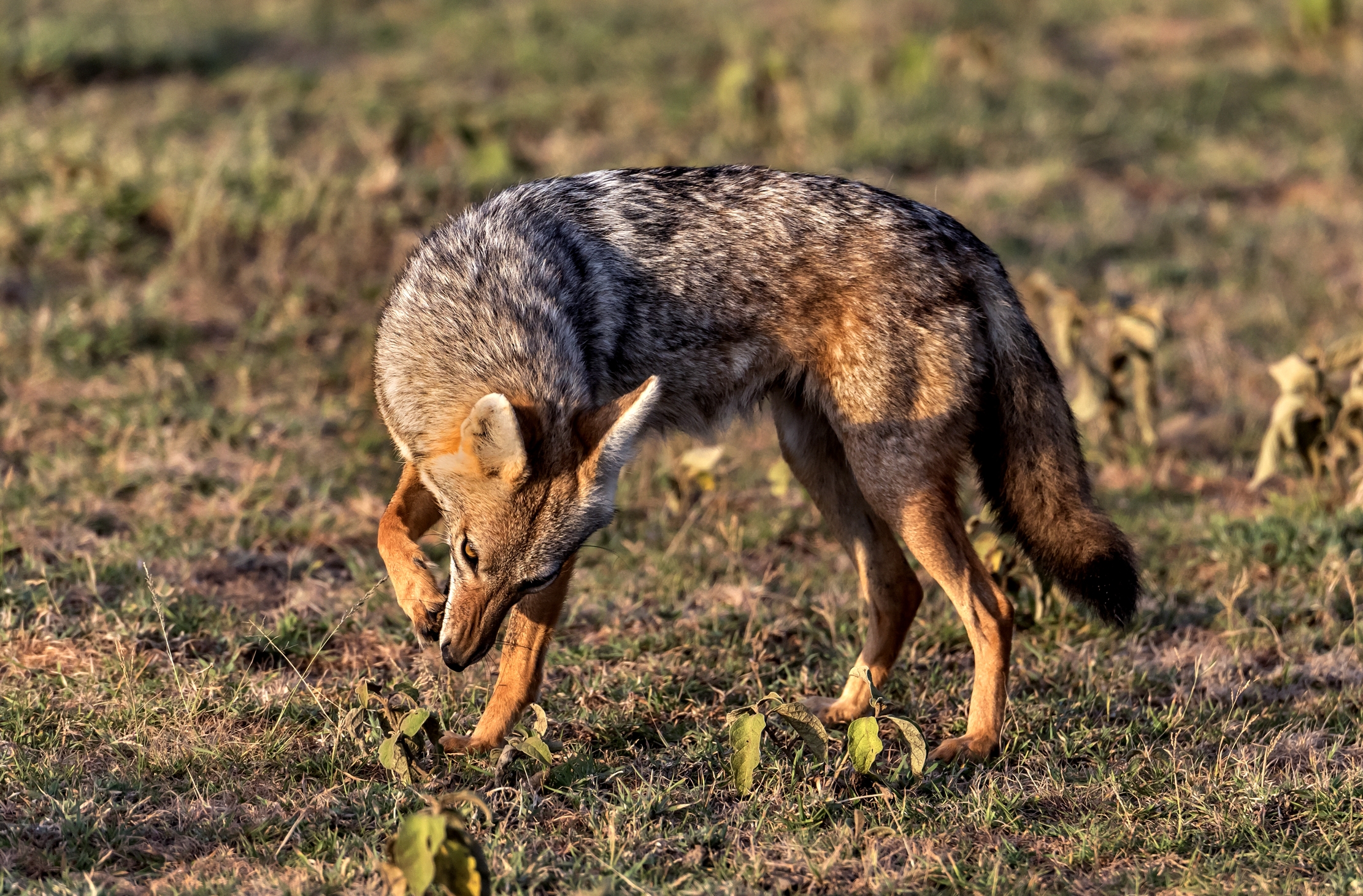 Tanzania 2016 - La zampa