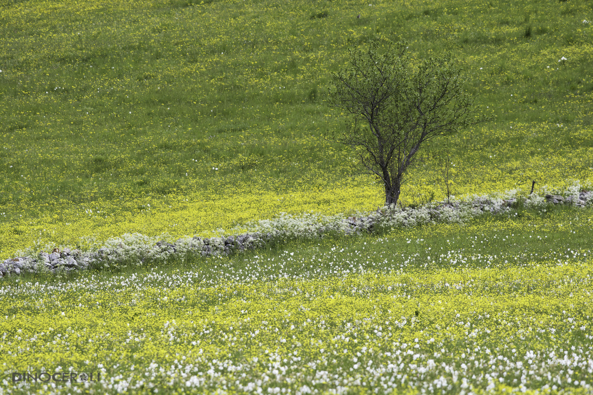 Blooms of Buttercup and the poet Narciso