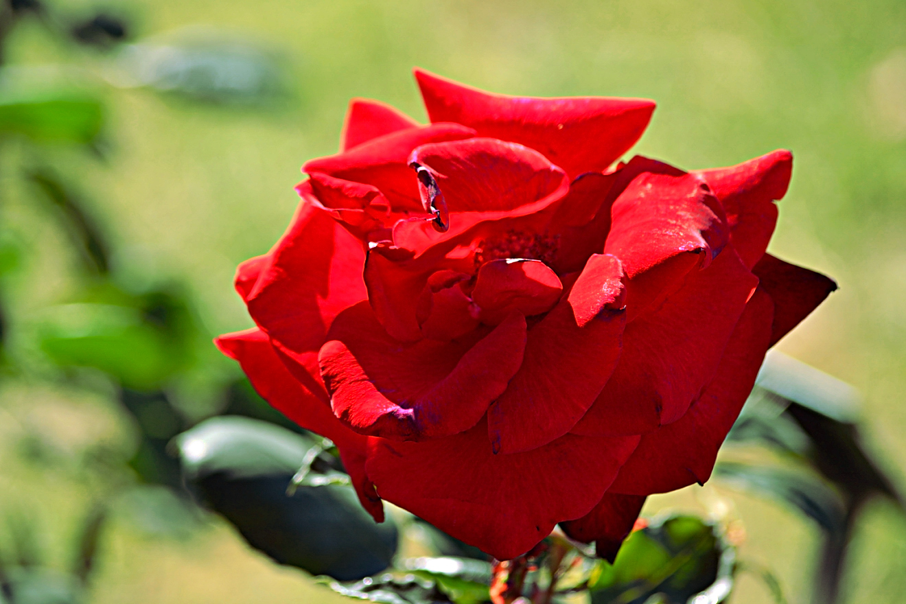 Roseto comunale di Roma