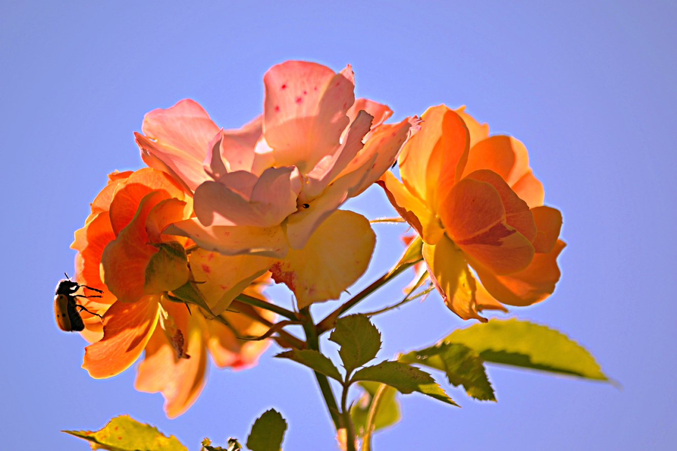 Roseto comunale di Roma