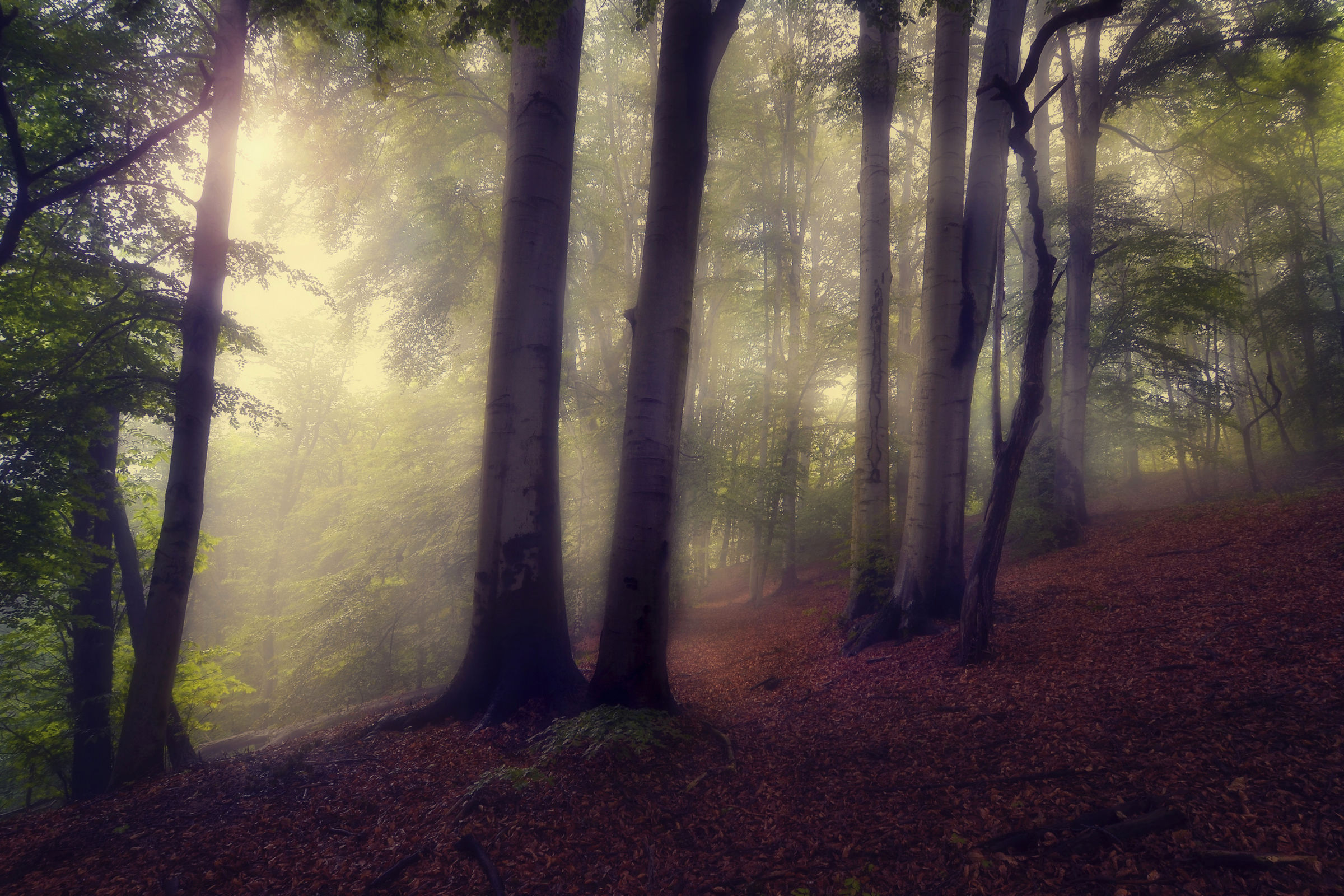 Fog in beech forest