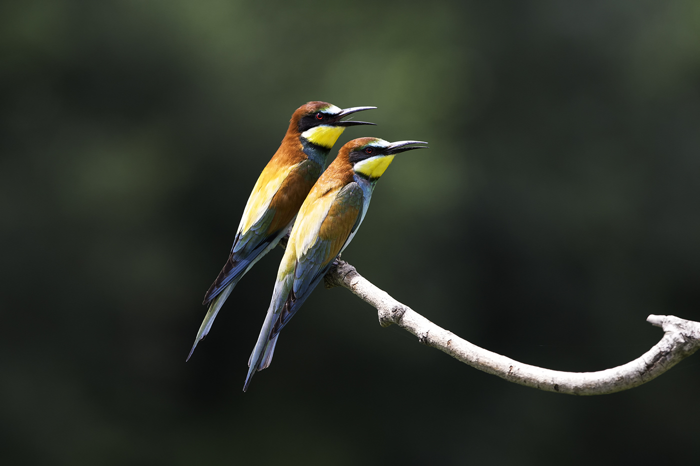A pair of bee-eaters