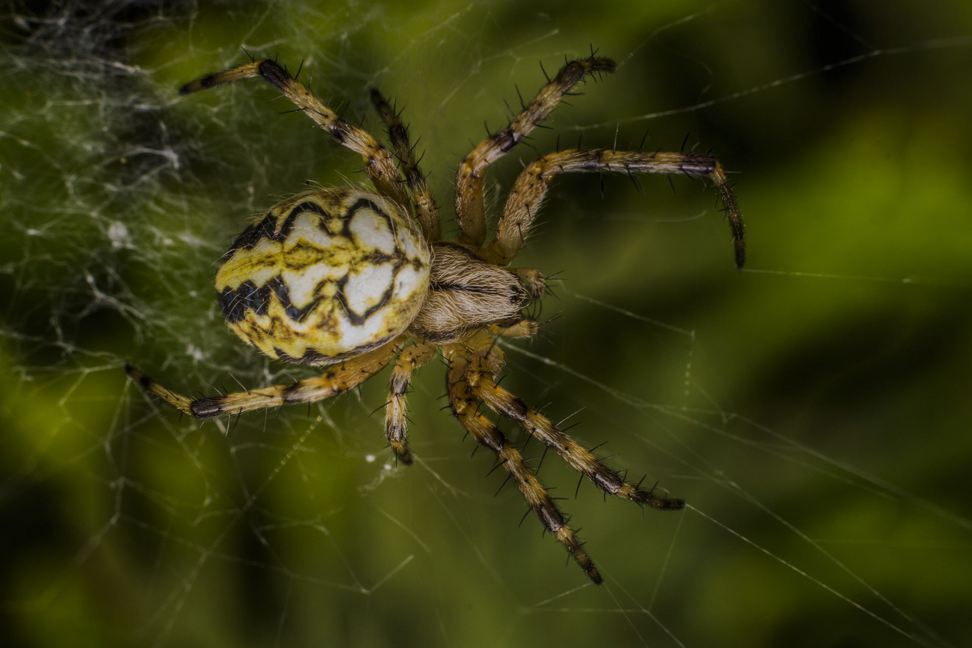 Araneide on Spider Web