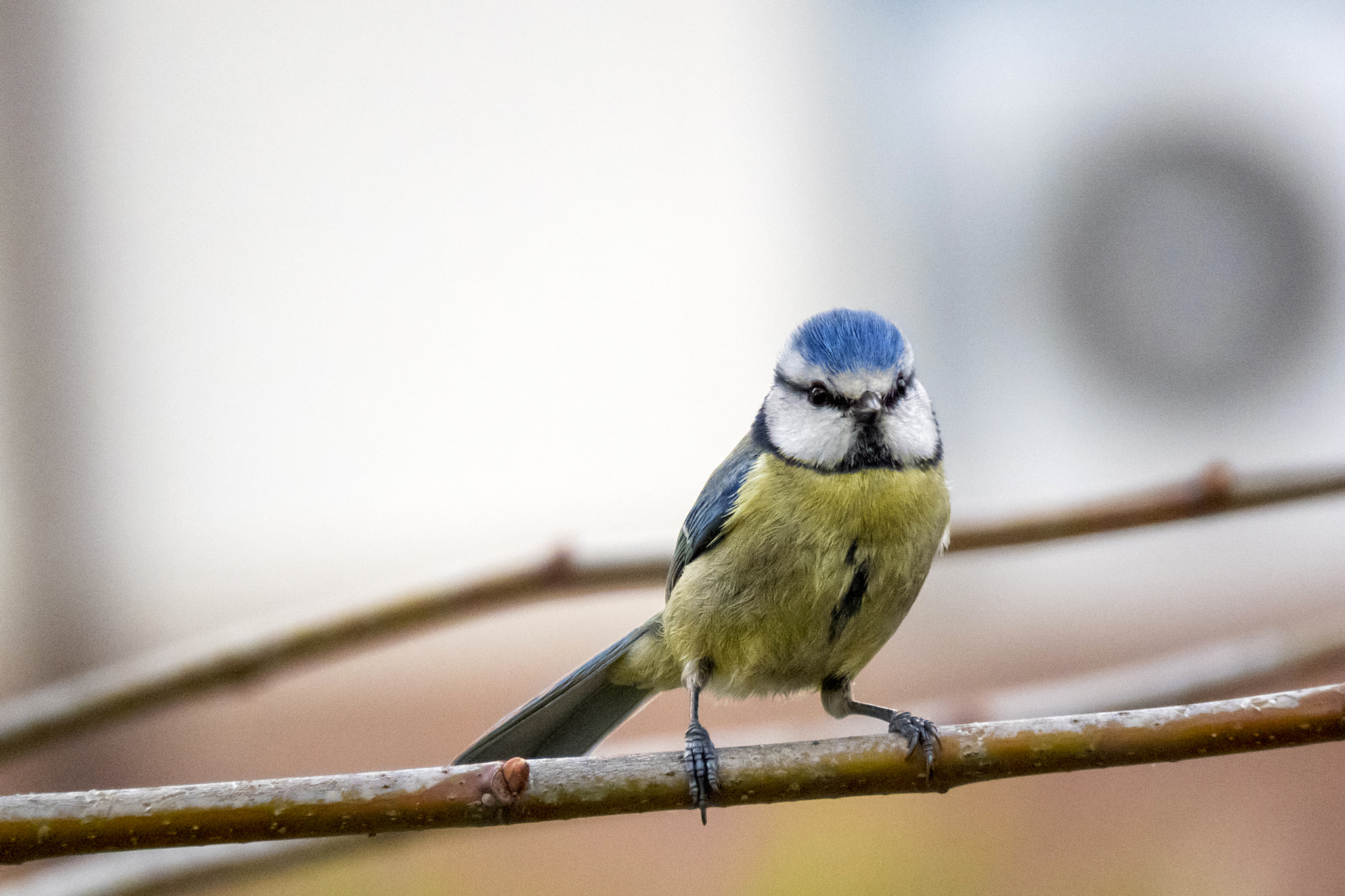 Tit with a superzoom bridge recently