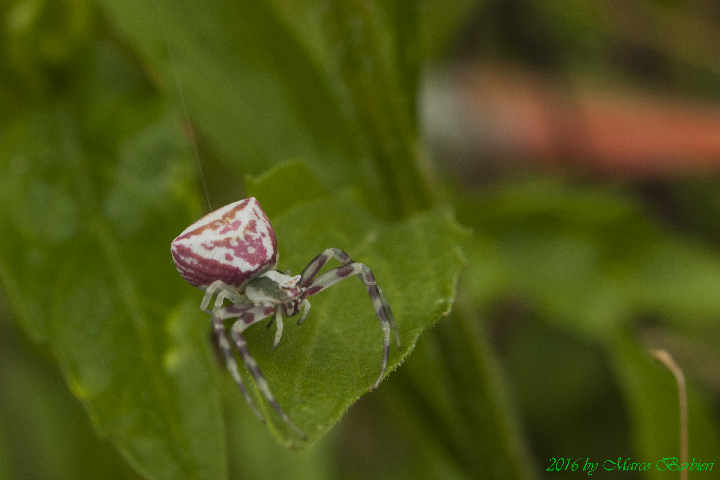 Thomisus onustus rosa e bianco