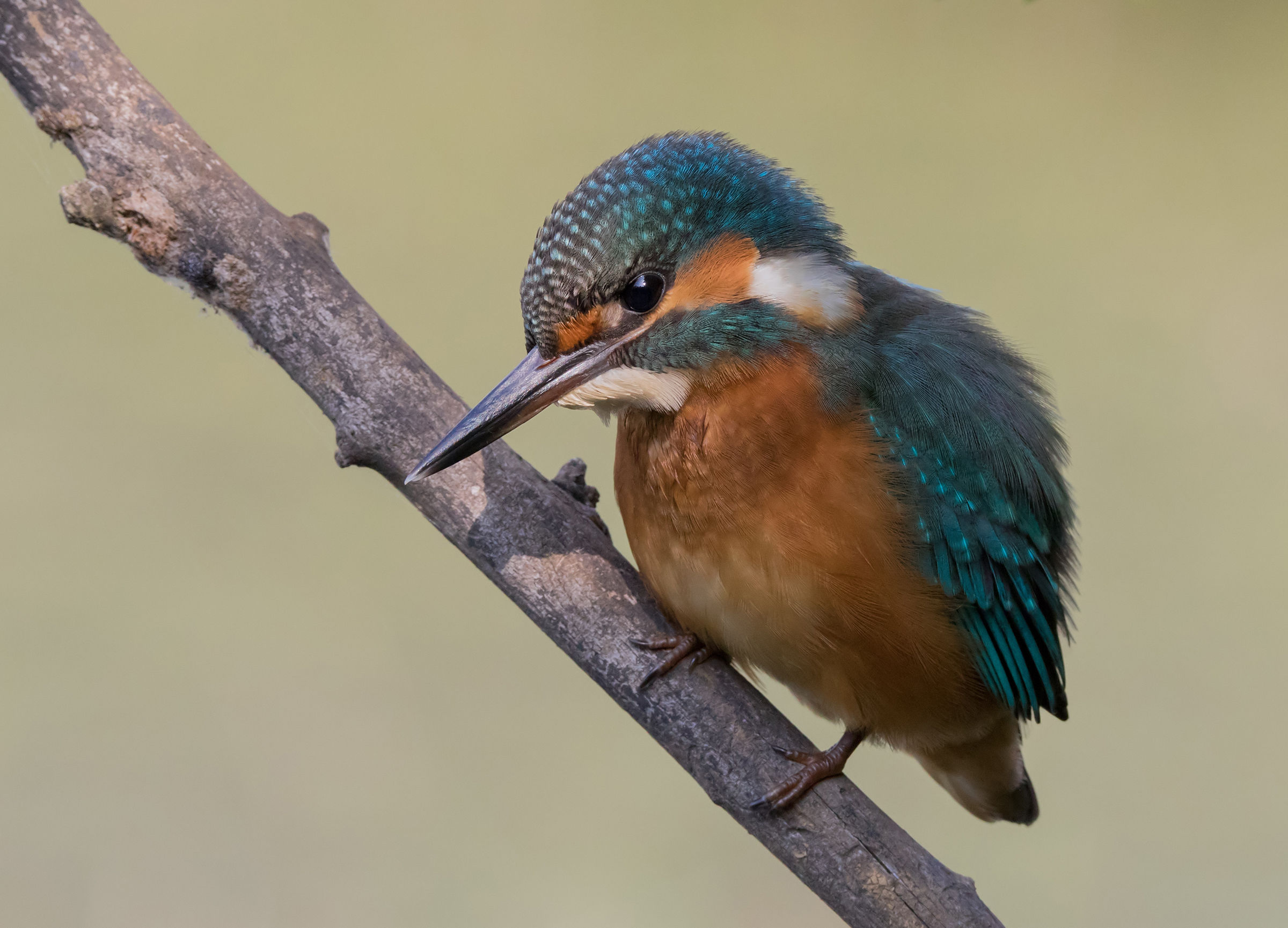 Kingfishers