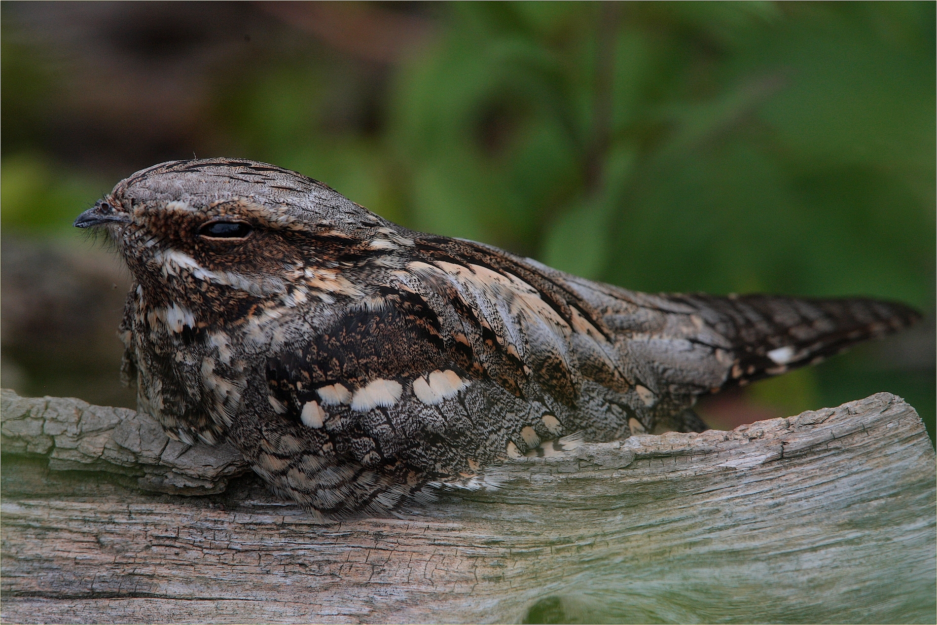 , Nightjar ,,