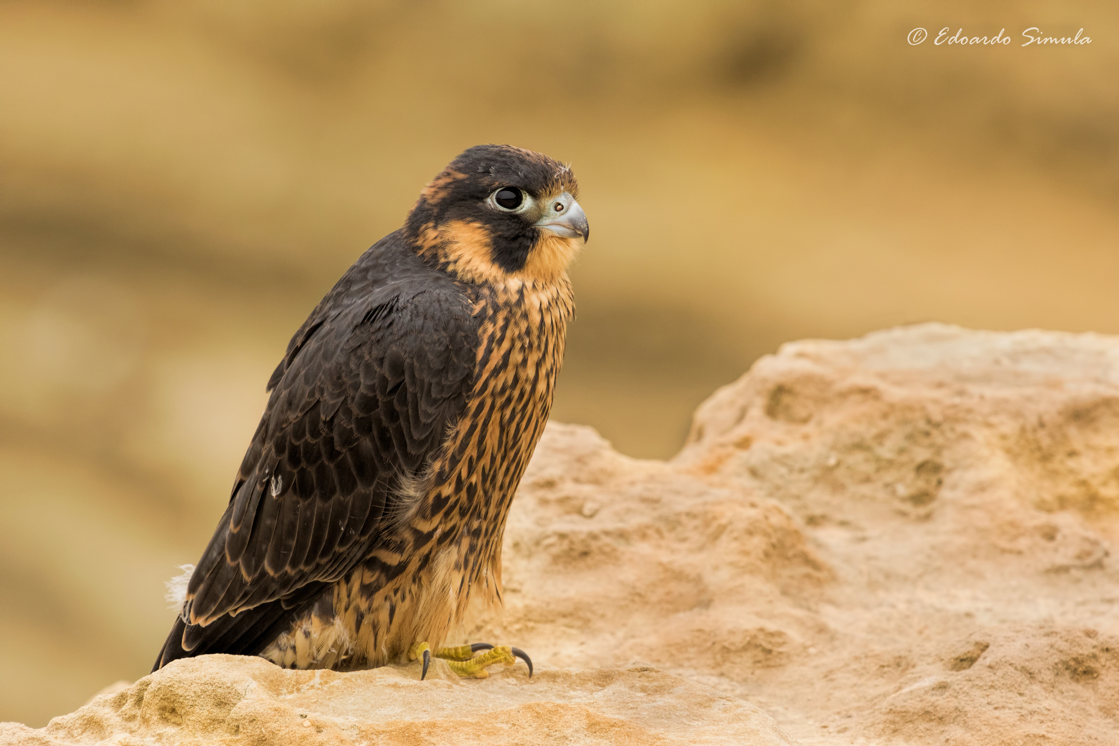 Incontro ravvicinato