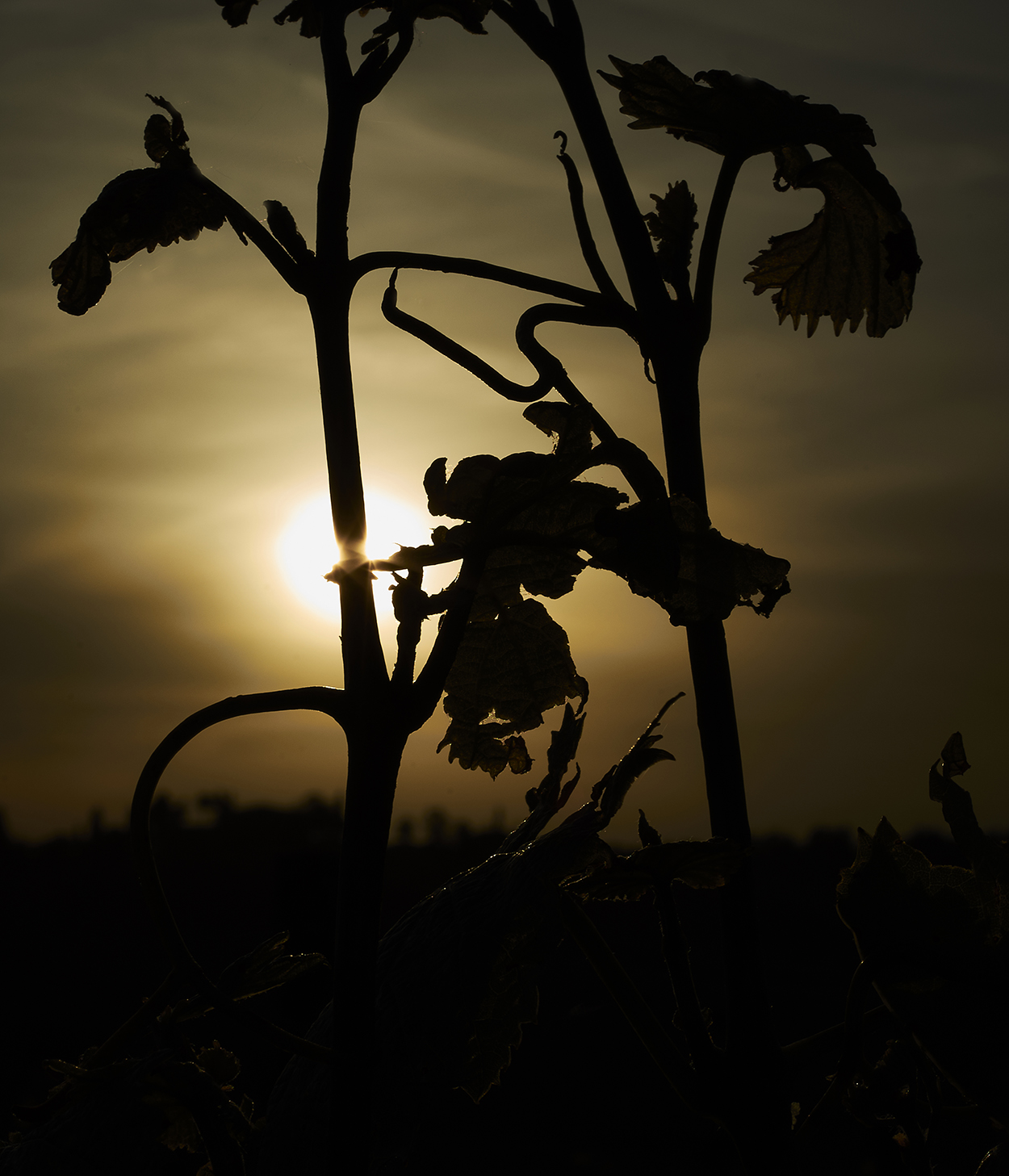 Tralcio di vite in controluce - Chianti (si)