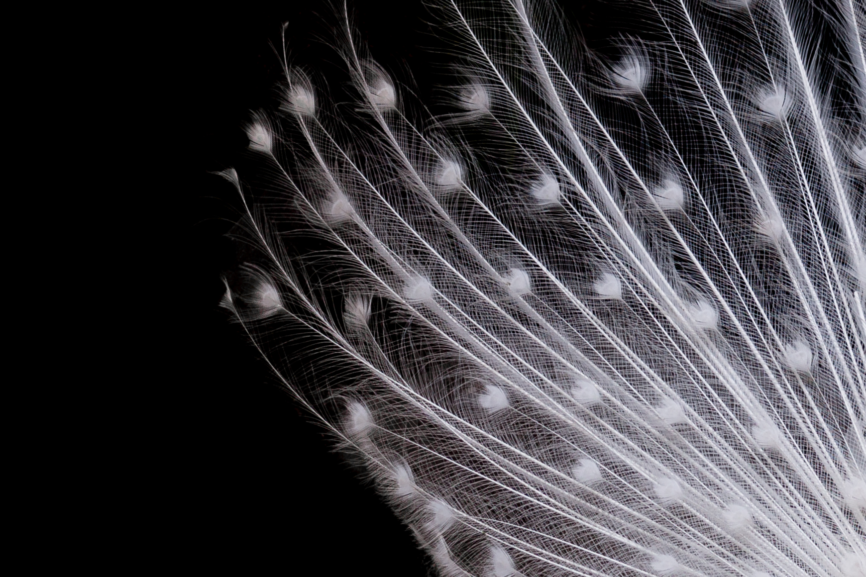 The feathers of the white peacock
