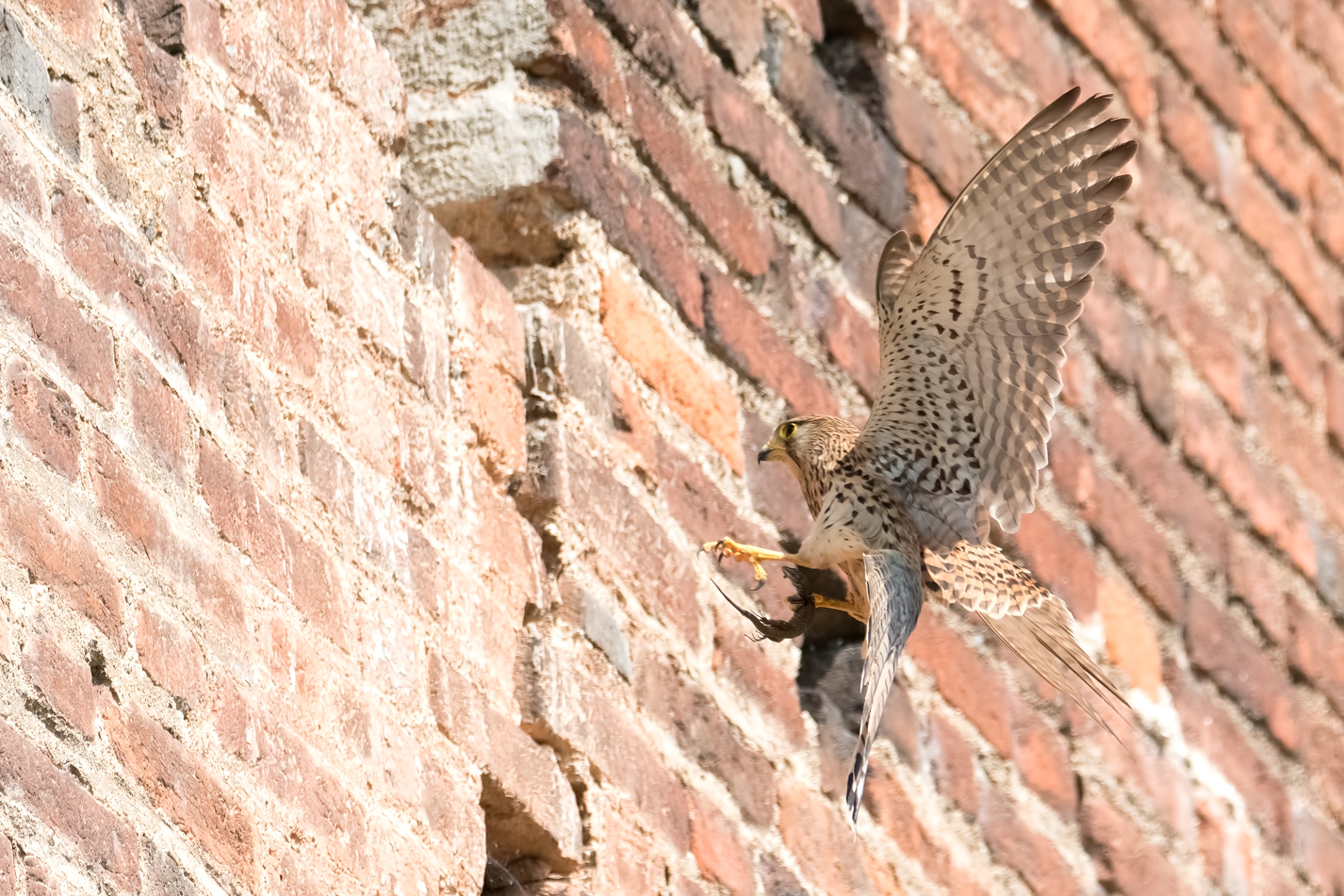 Gheppio con preda ..