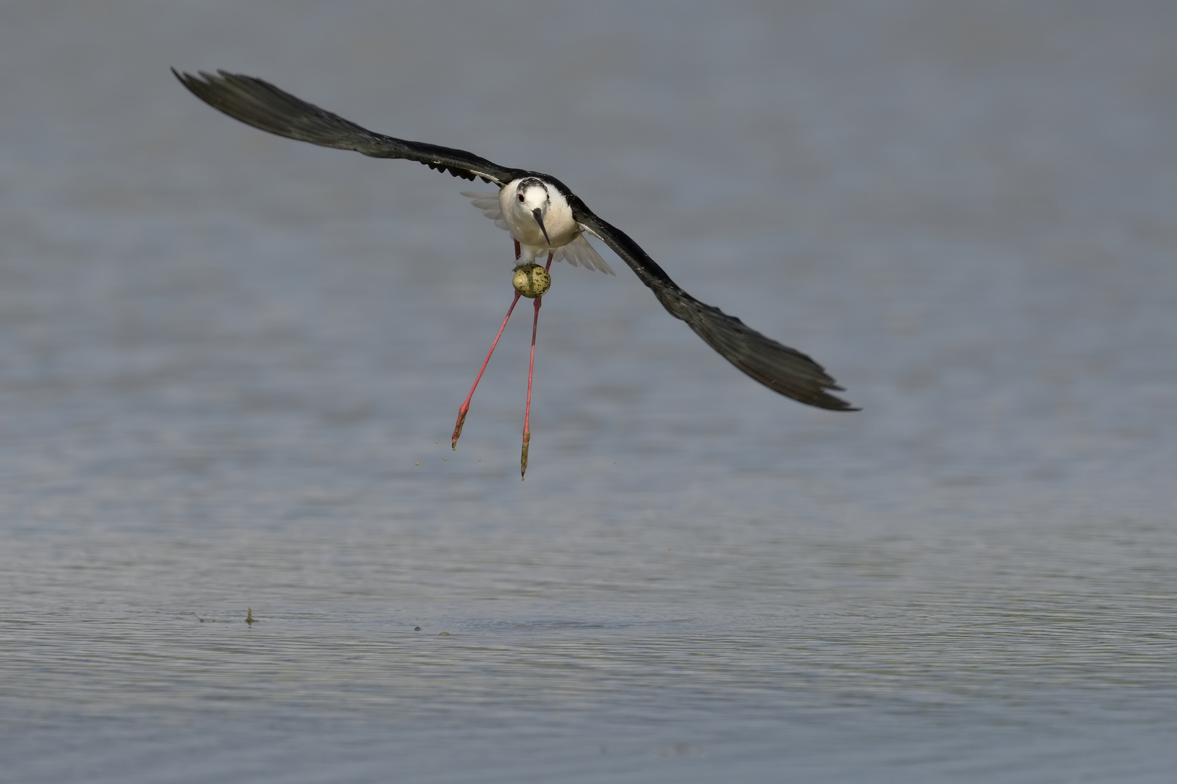cavalieri con uovo attaccato