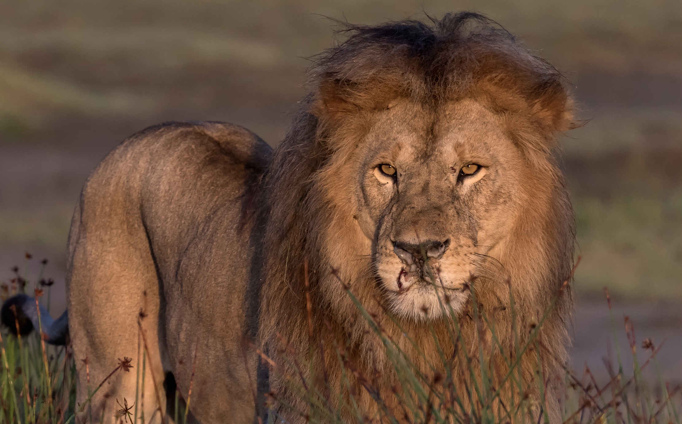 Tanzania 2016 - Lion