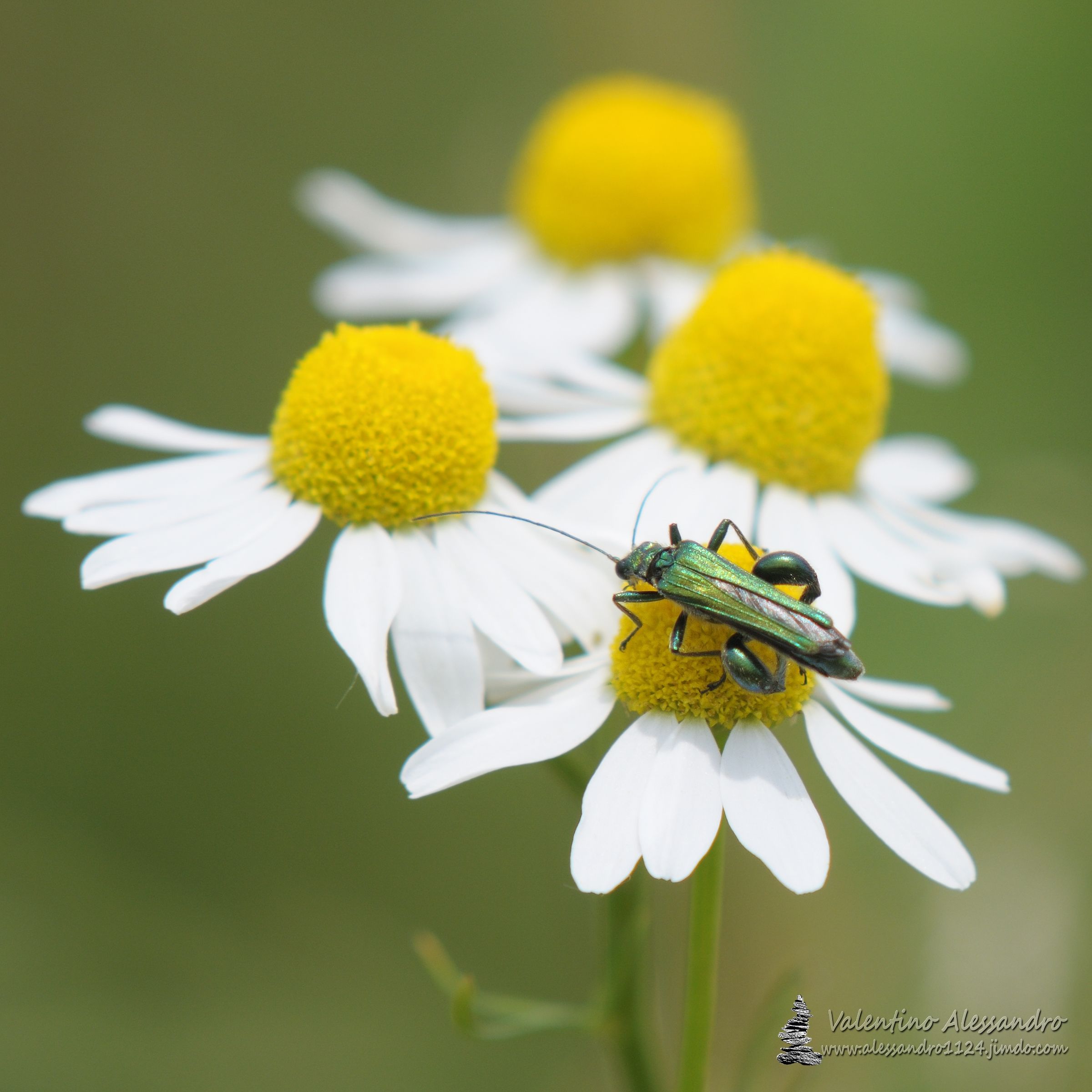 Smeraldo su camomilla