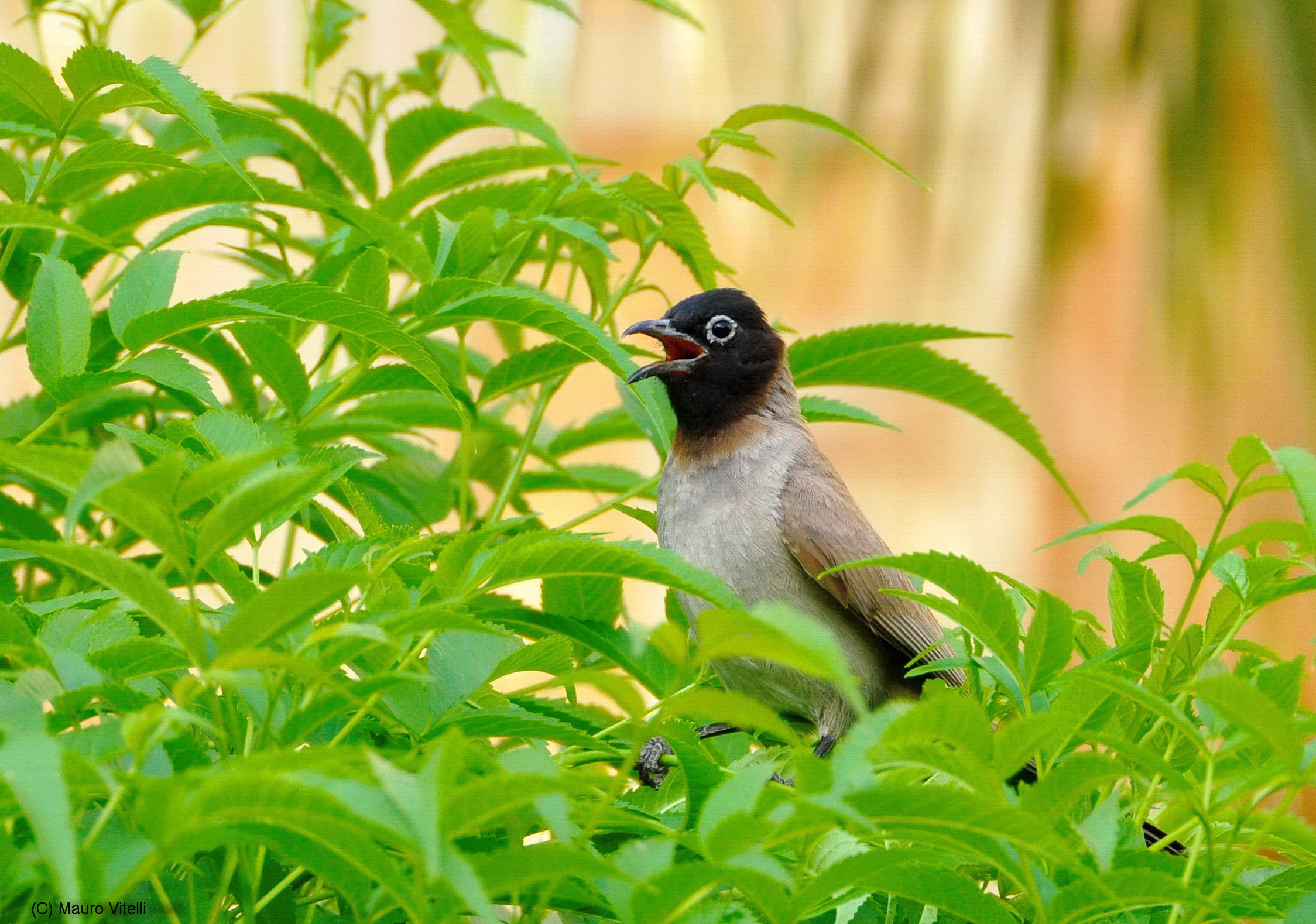 Capinero Bulbul (Pycnonotus Xanthopygos)