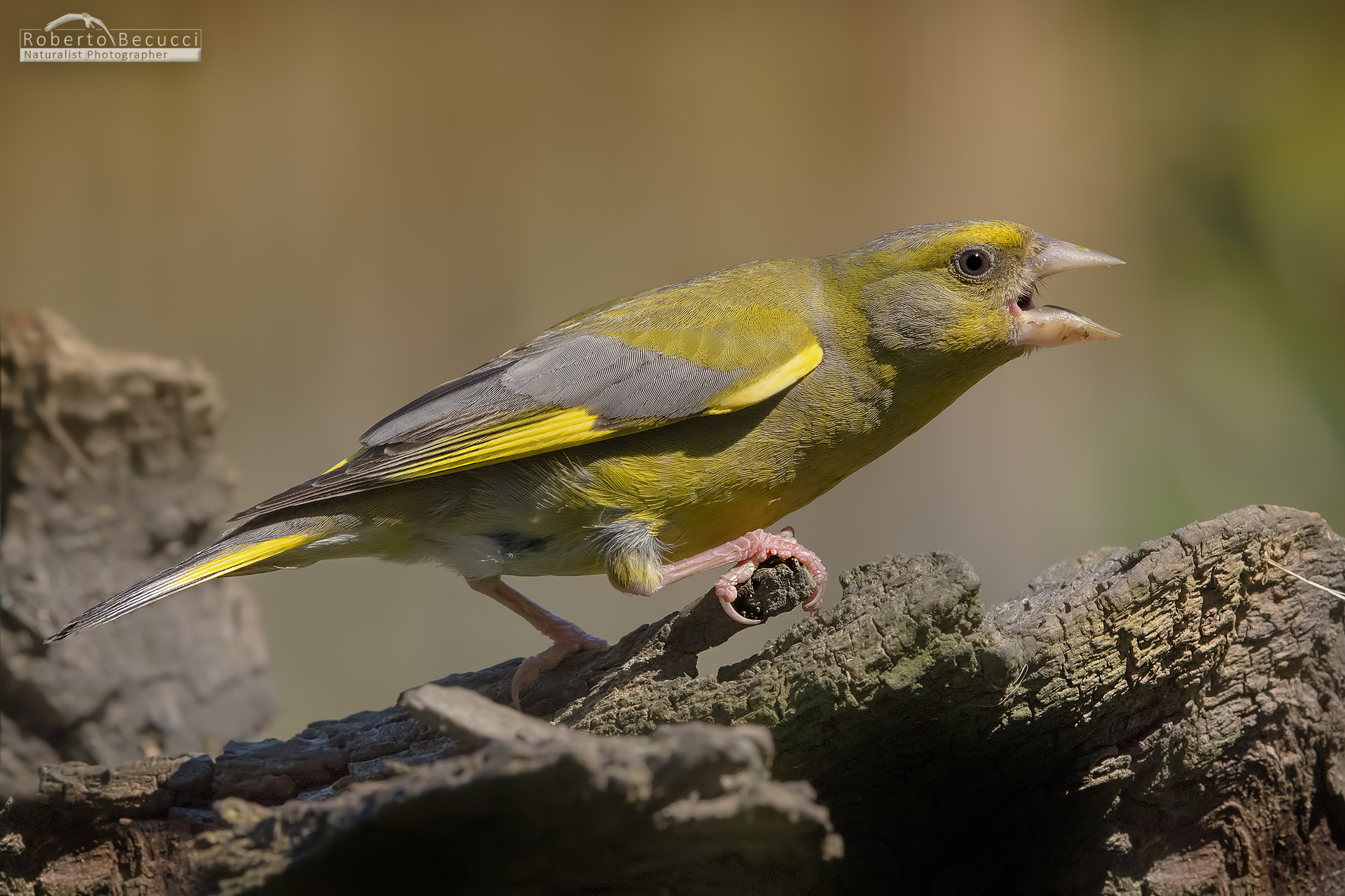 The scream of Verdone .....