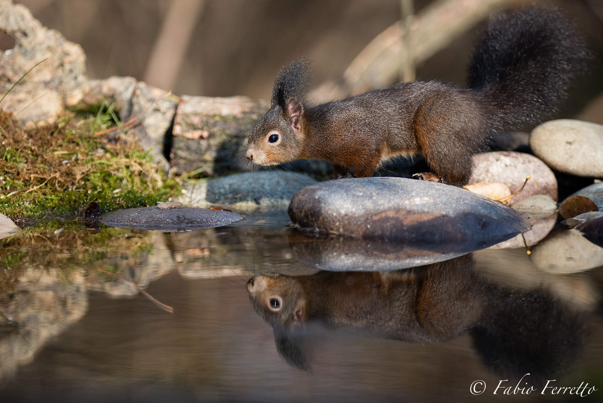 Squirrel at sunset