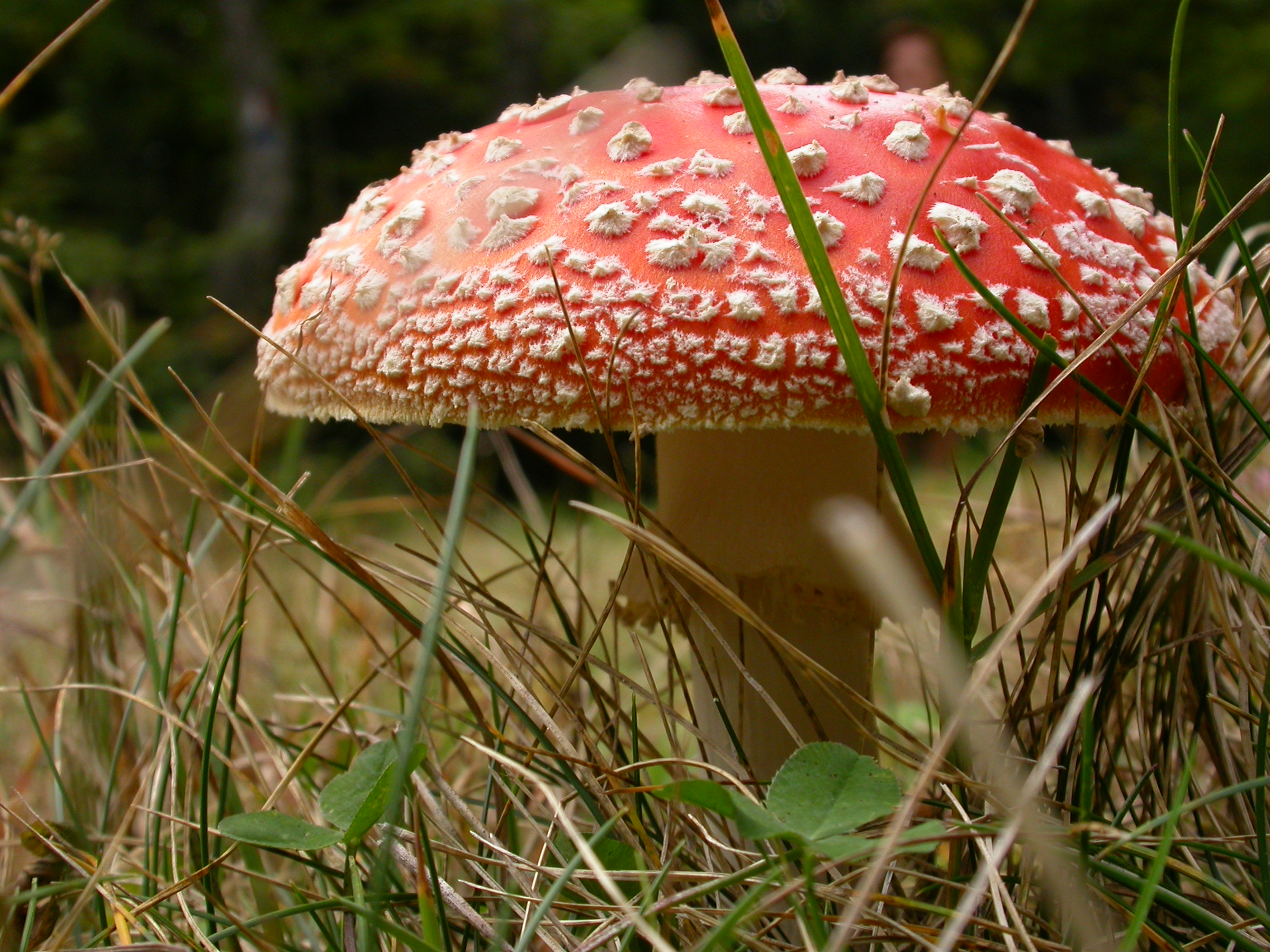 Amanita muscaria