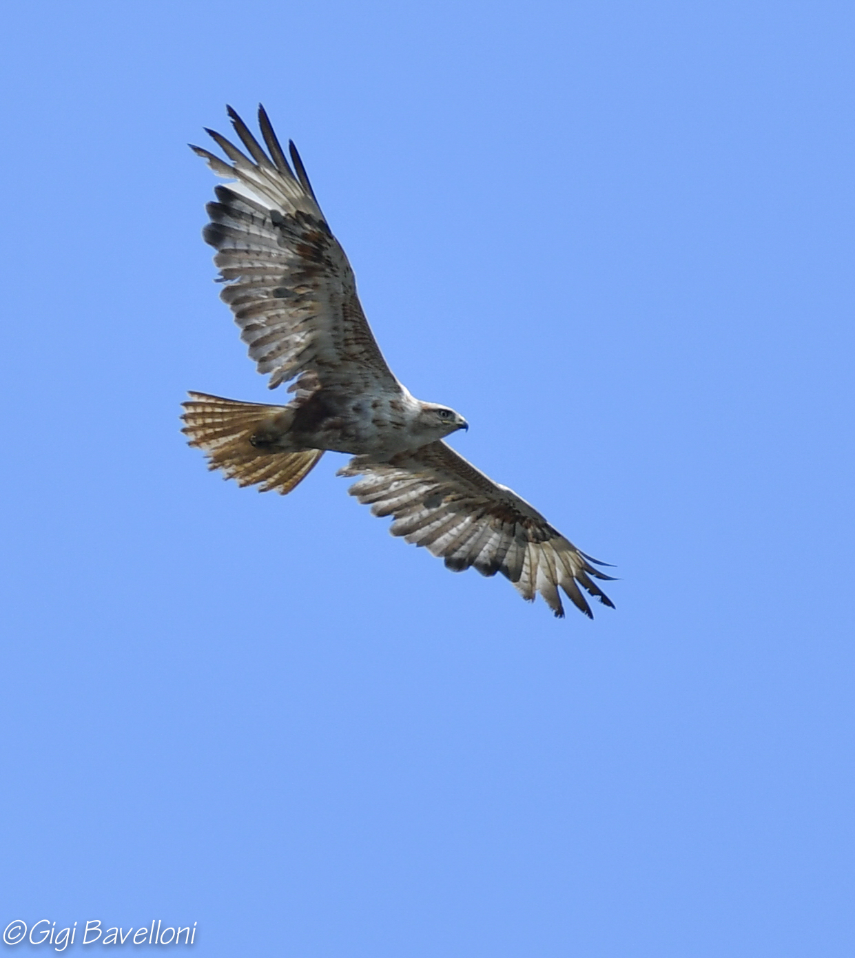 long-legged buzzard