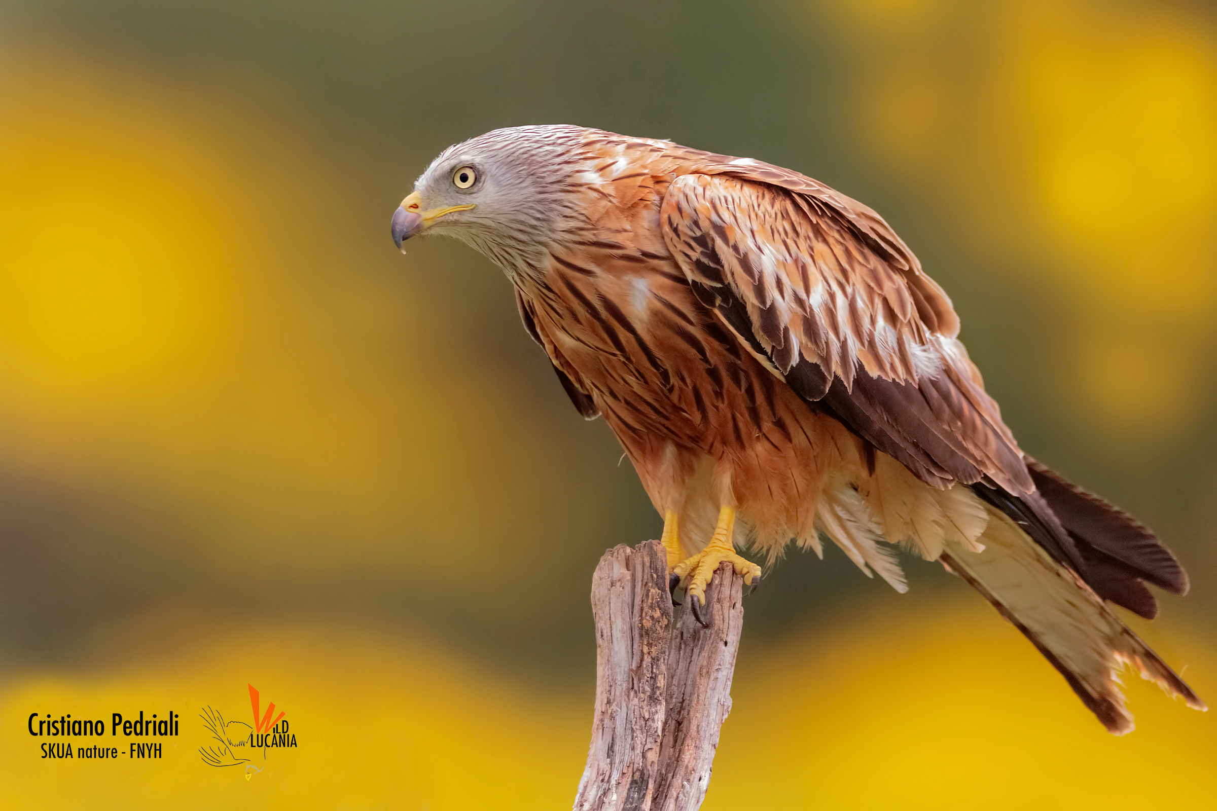 Nibbio Reale su sfondo di ginestre...