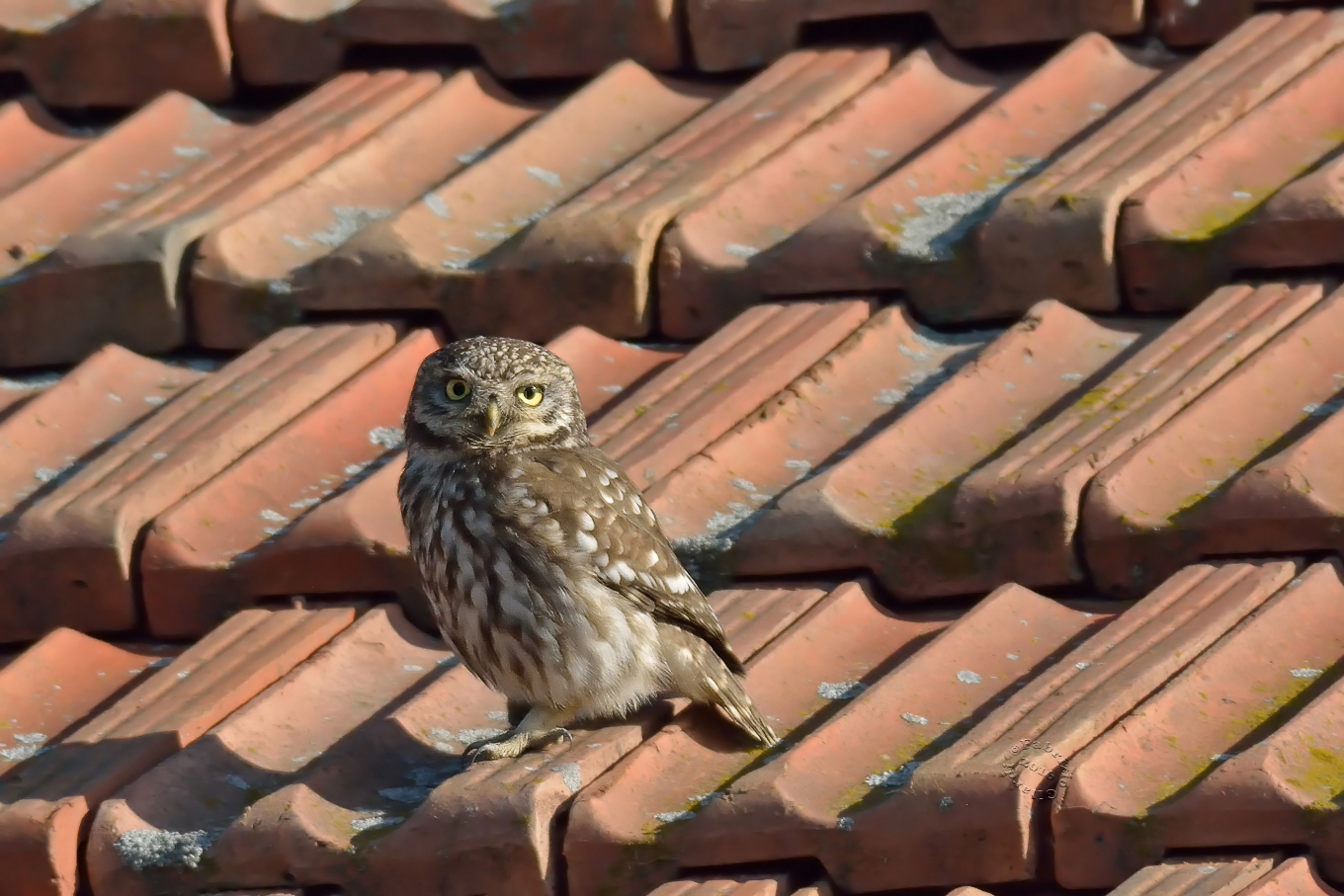 "Owl on the roof"
