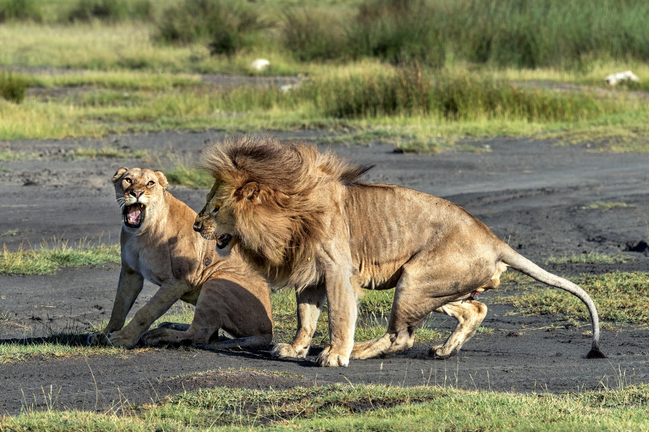 Tanzania 2016 - Amore Nervoso