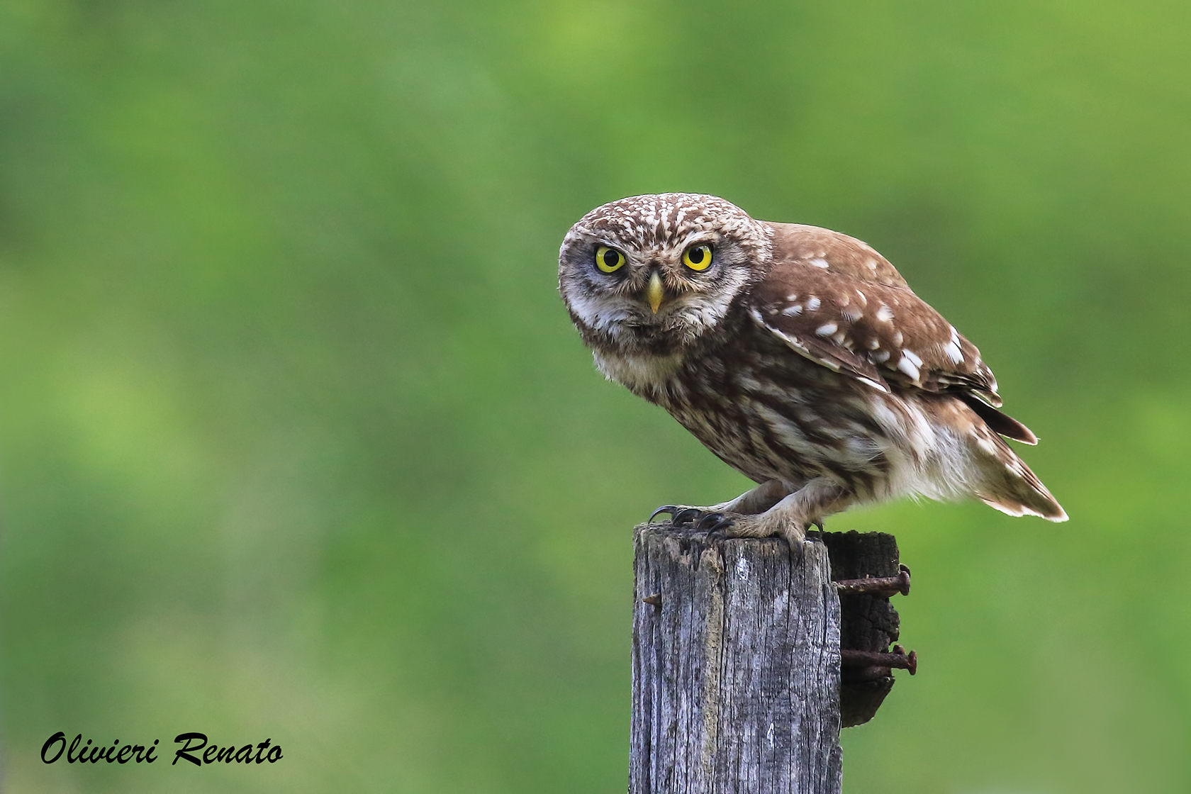 The owl, Athene noctua