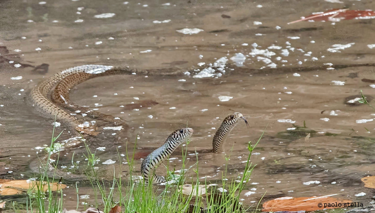 Oriental Rat Snake (Ptyas mucosa)