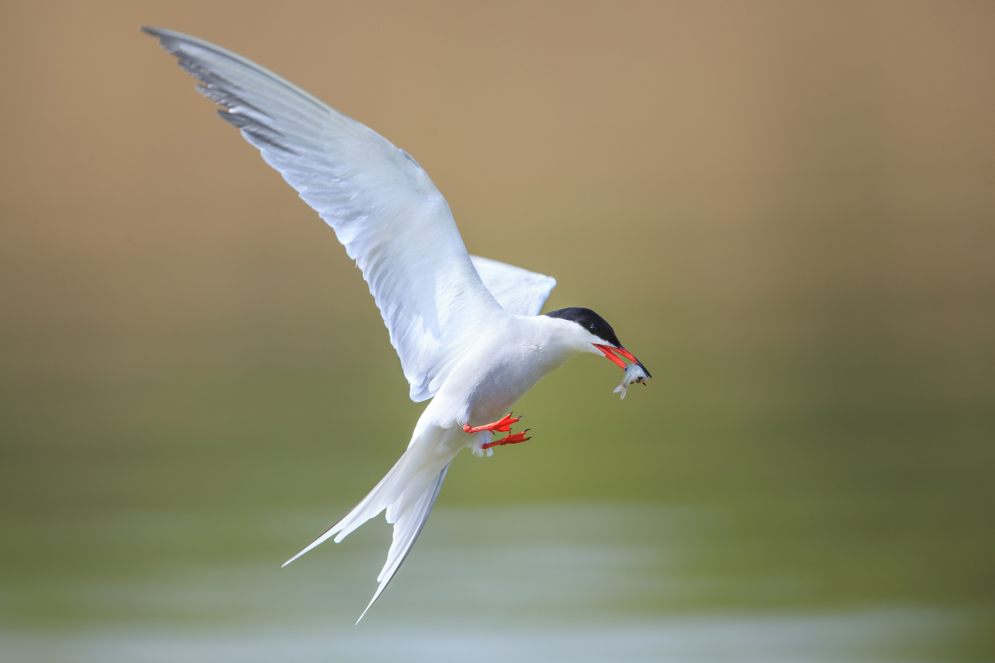 Common Tern