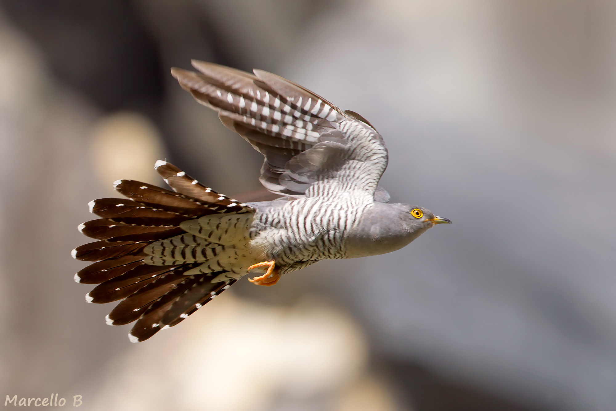 Cuckoo. Apuan Alps.