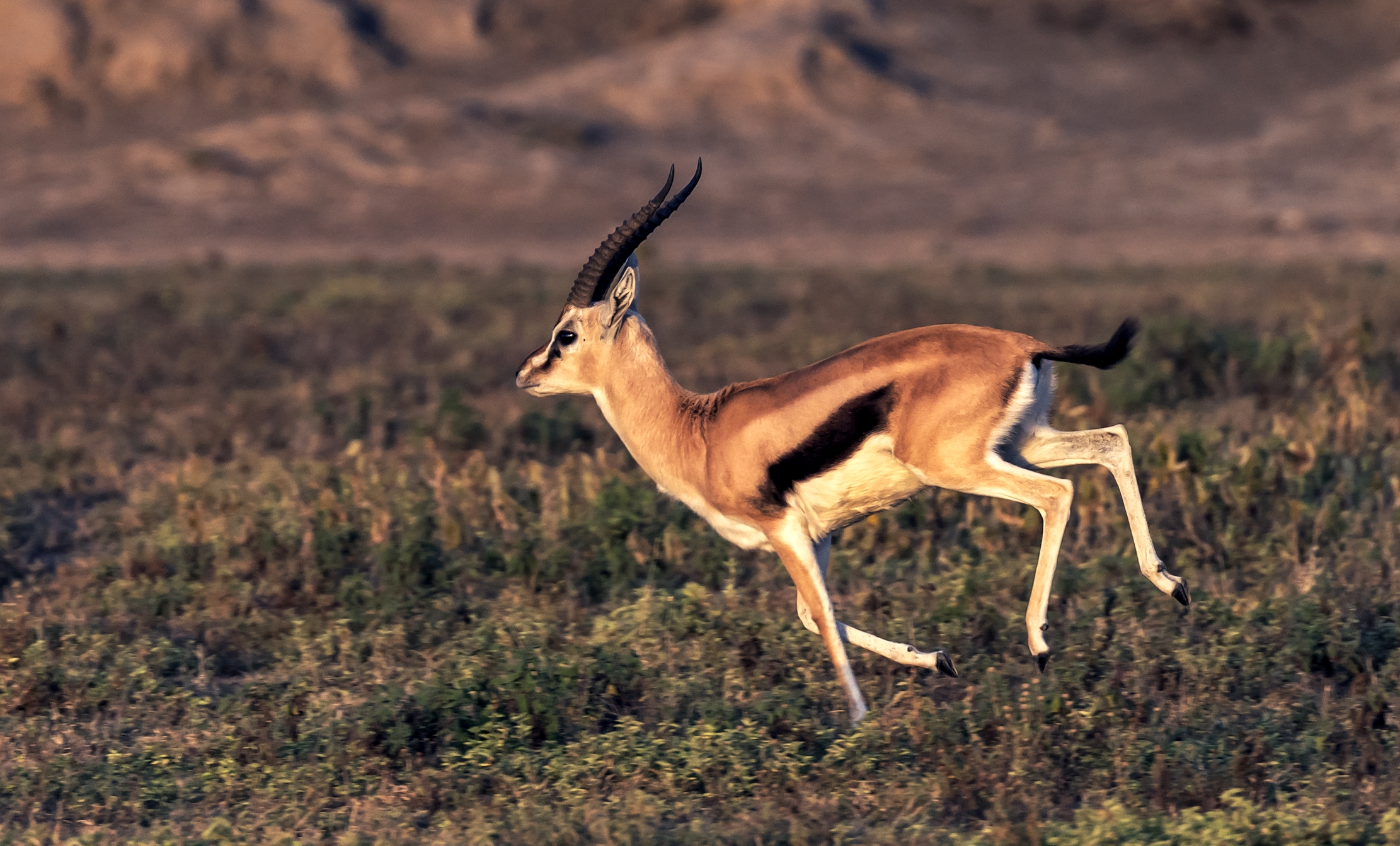 Tanzania 2016 - Gazzella