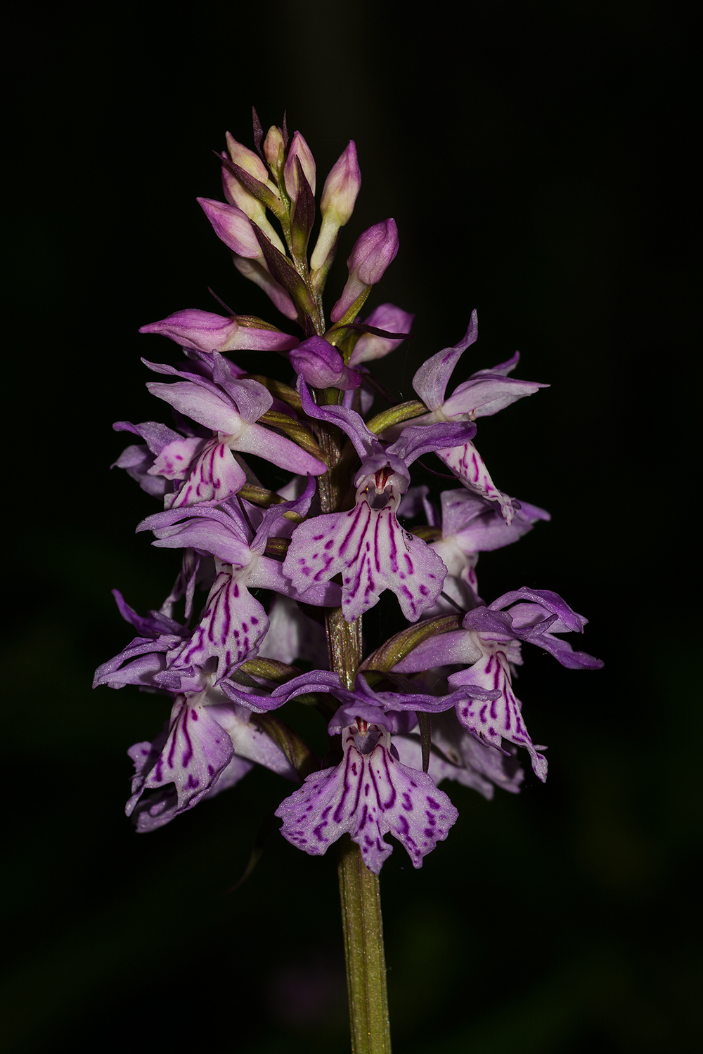 Dactylorhiza maculata