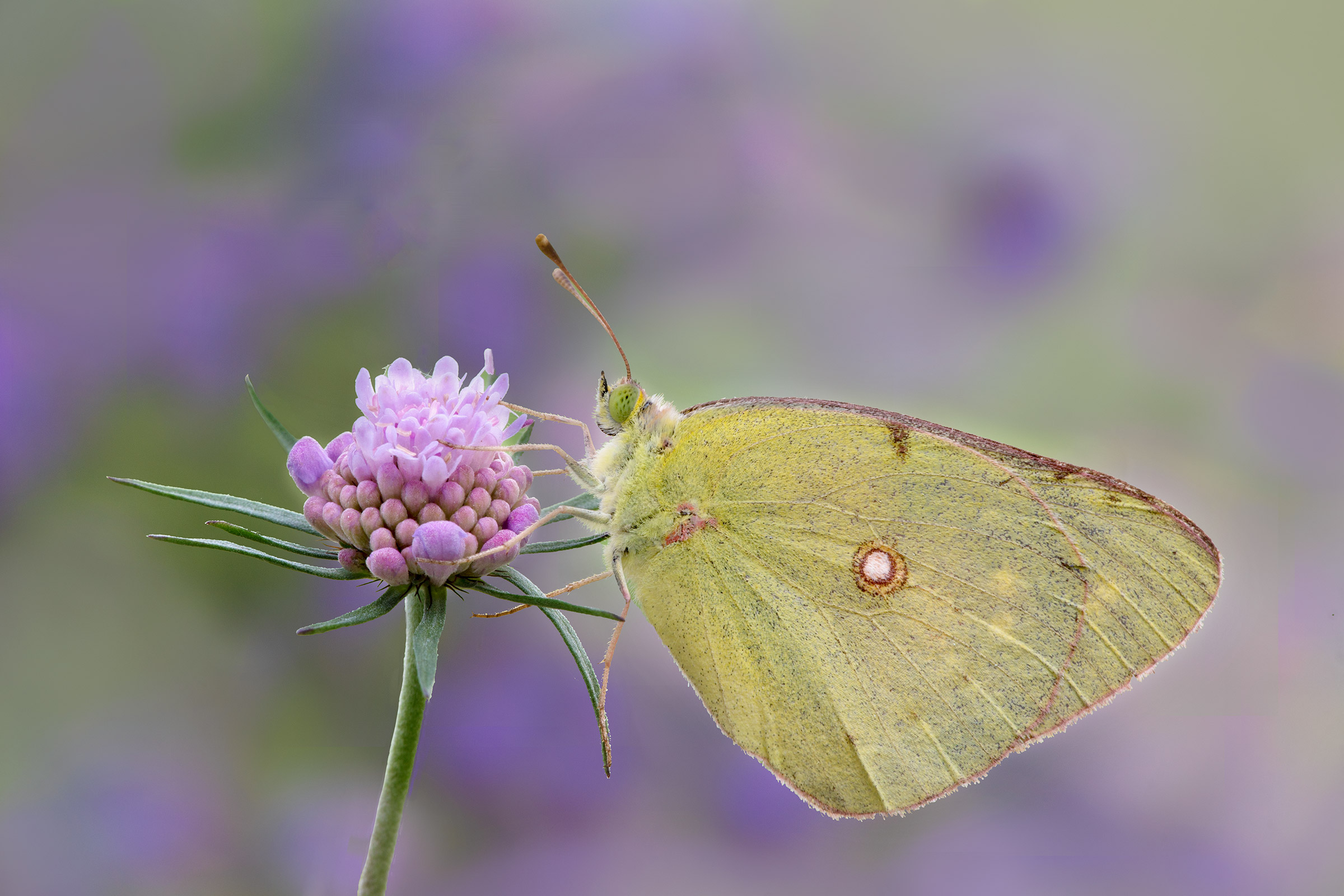 Colias crocea
