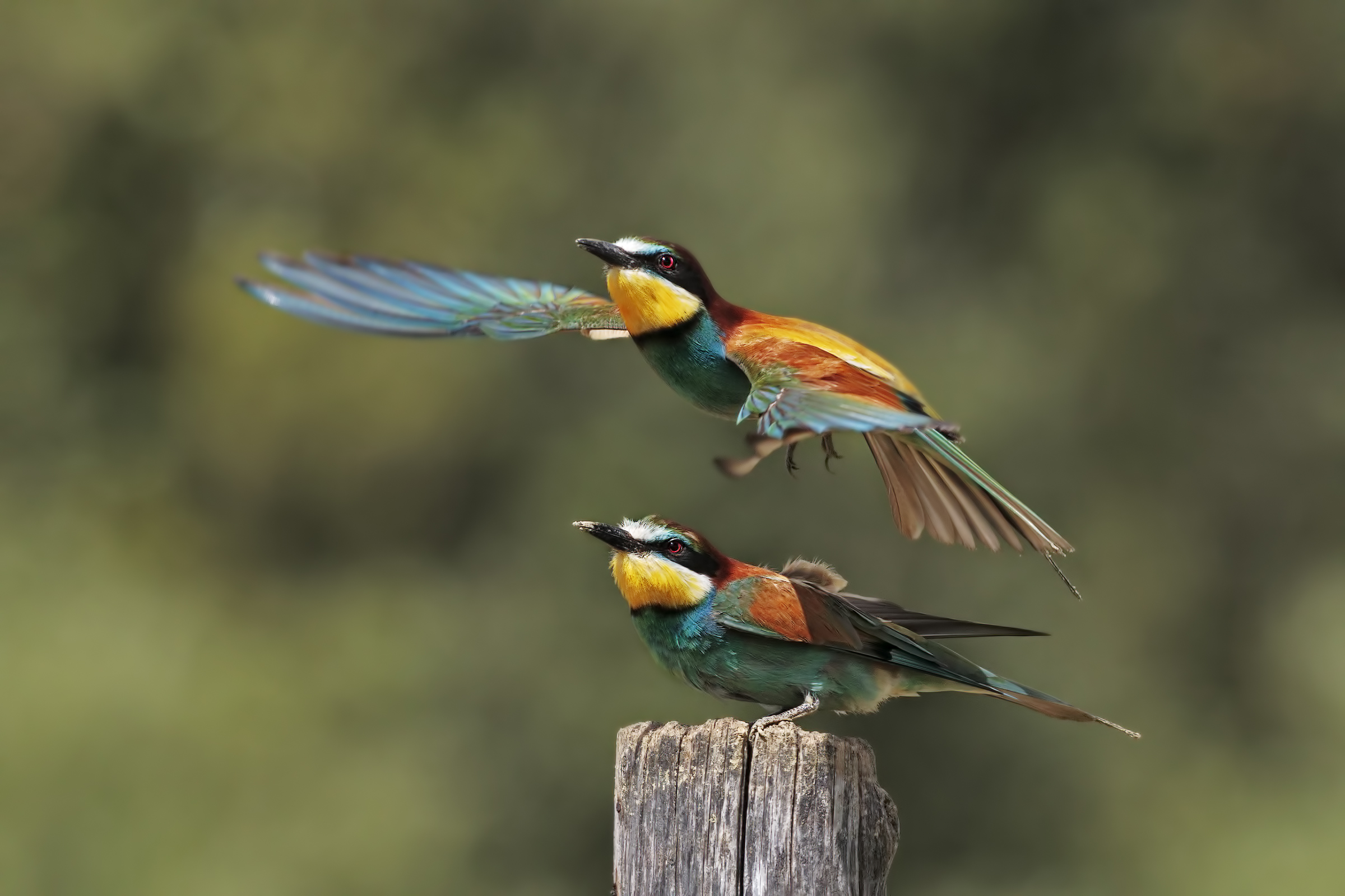Bee-eaters in Sienna
