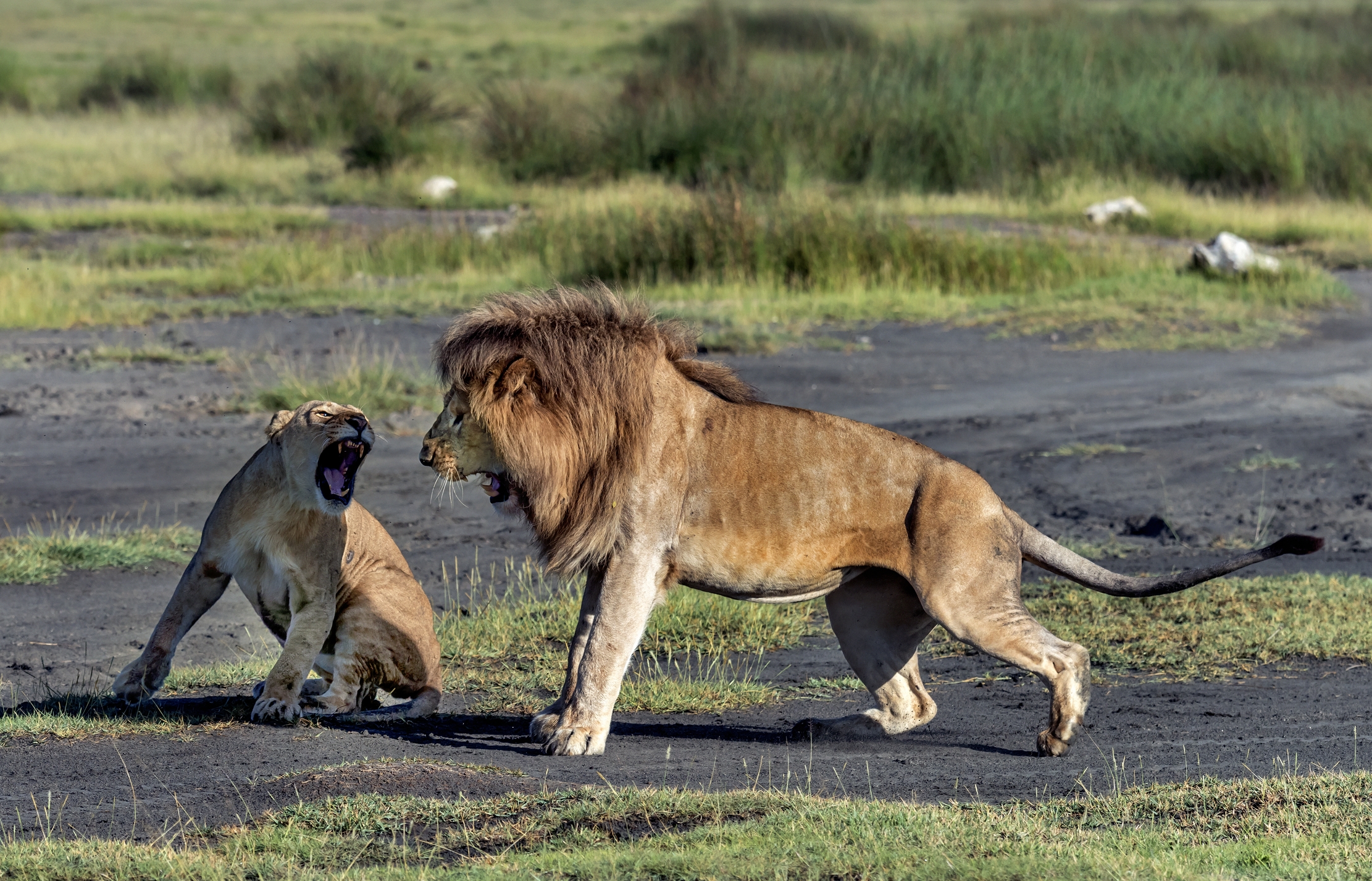 Tanzania 2016 - Amore Nervoso