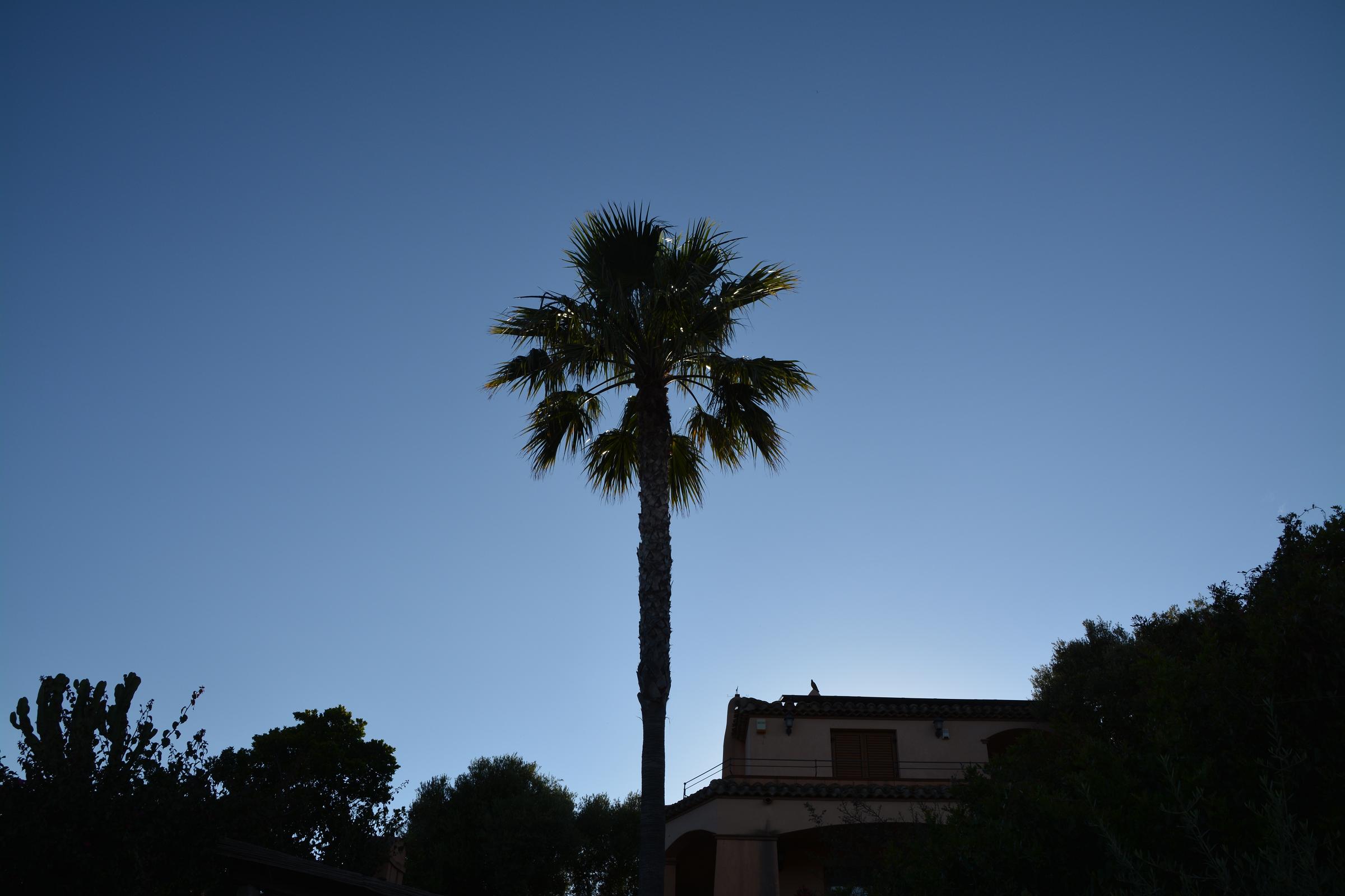 Un insolito guardiano della casa