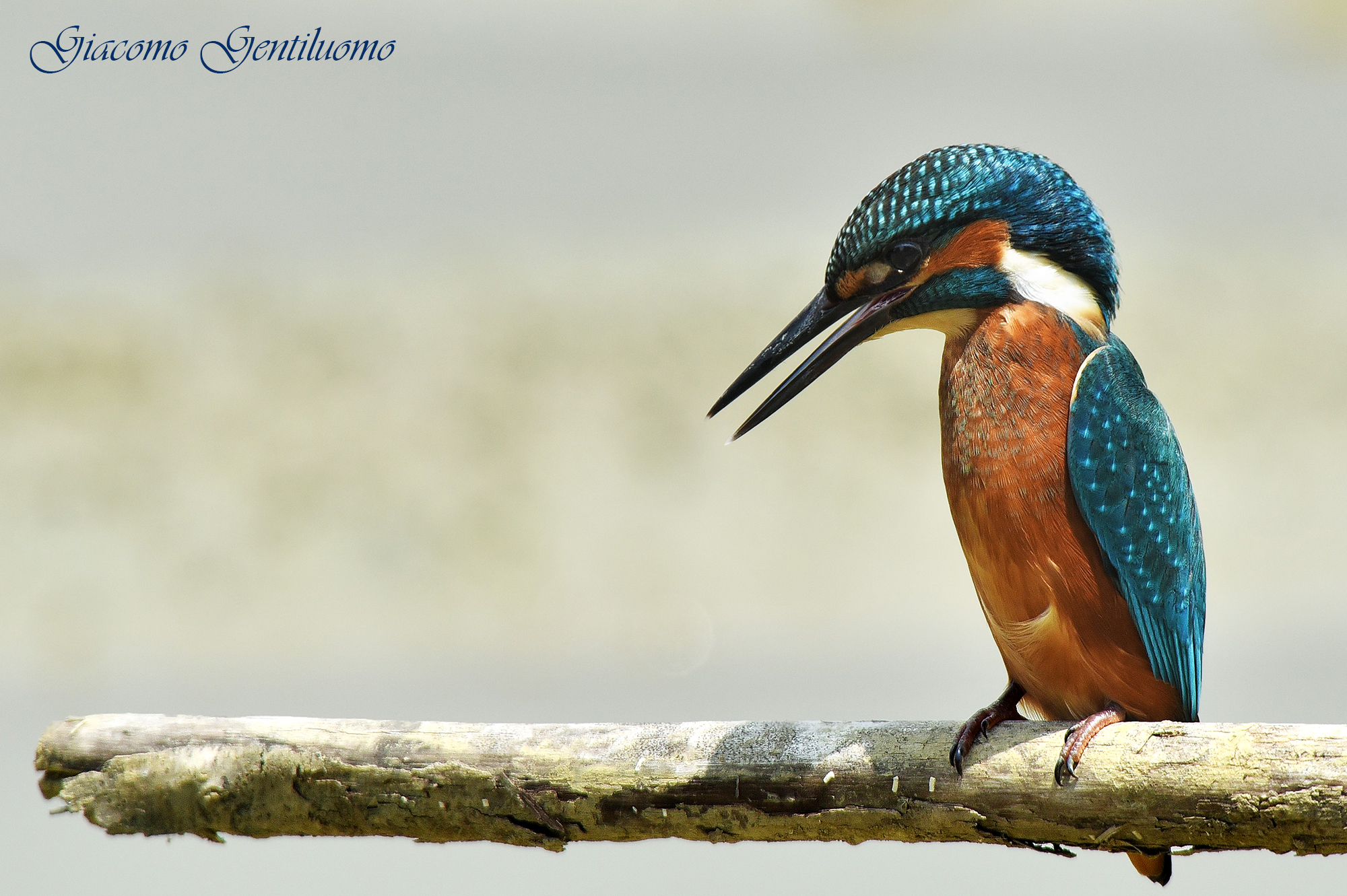 martinpescatore su ramo